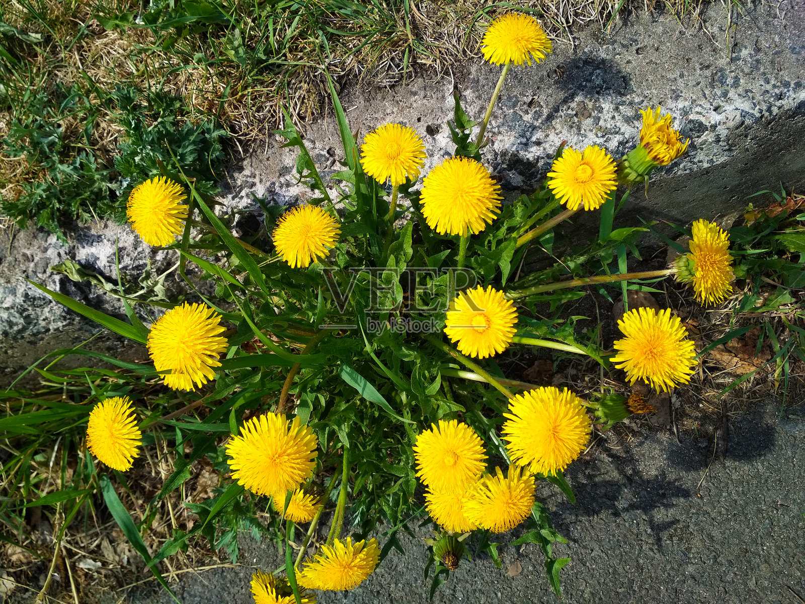 人行道上开着几朵大蒲公英。照片摄影图片