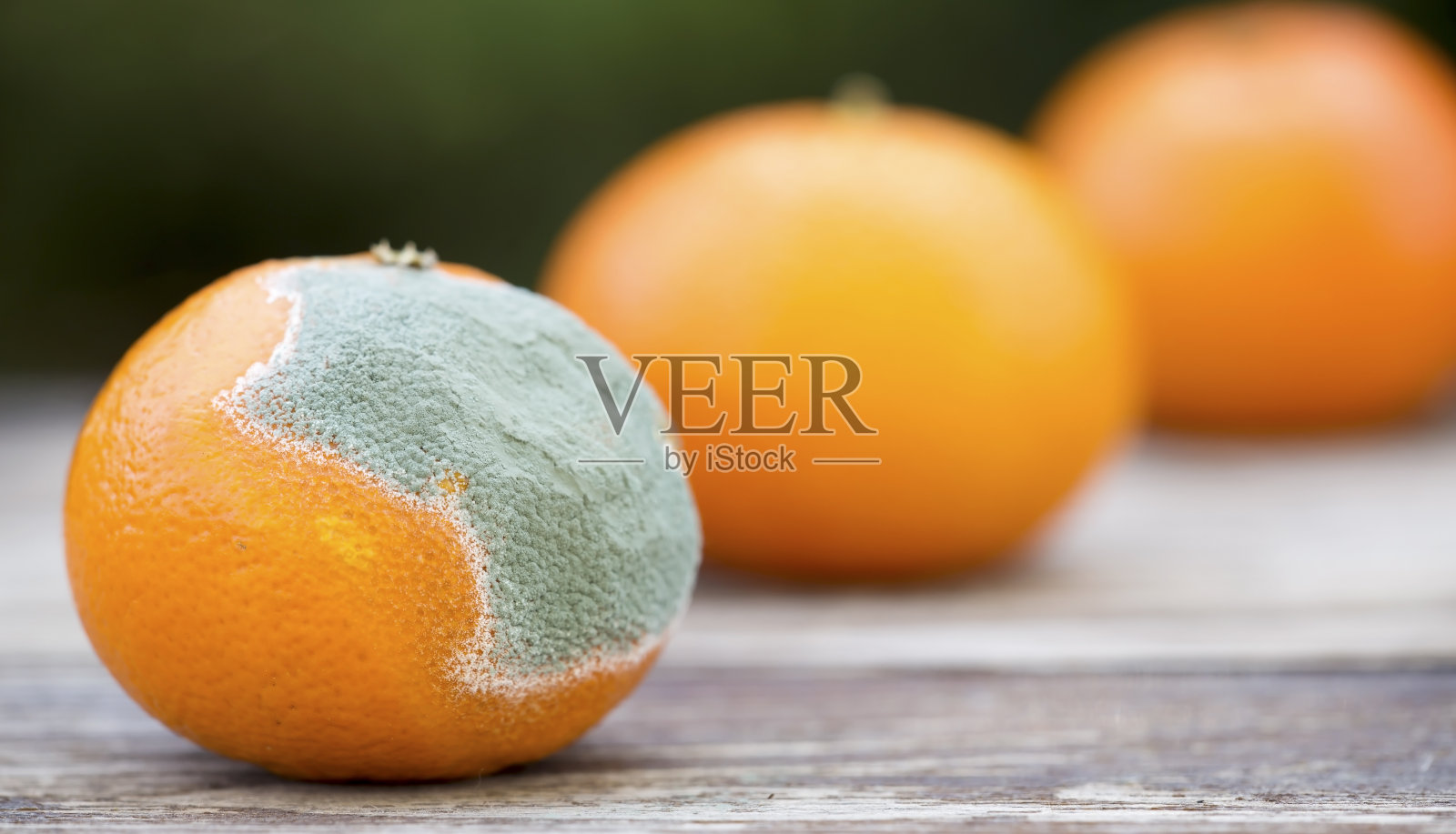 发霉的橘子和橘子照片摄影图片