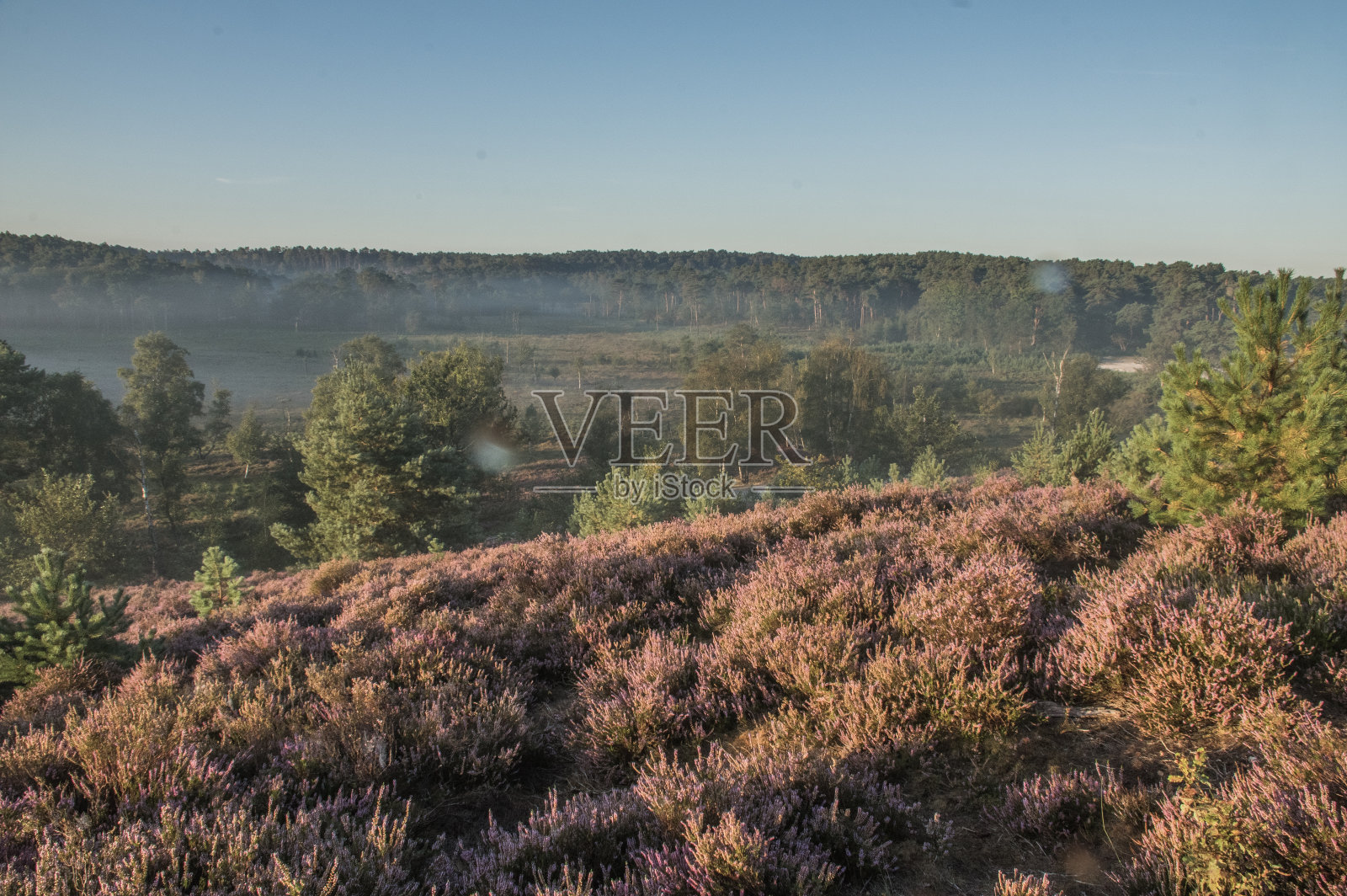 开花的Brunssummerheide石南在黎明照片摄影图片