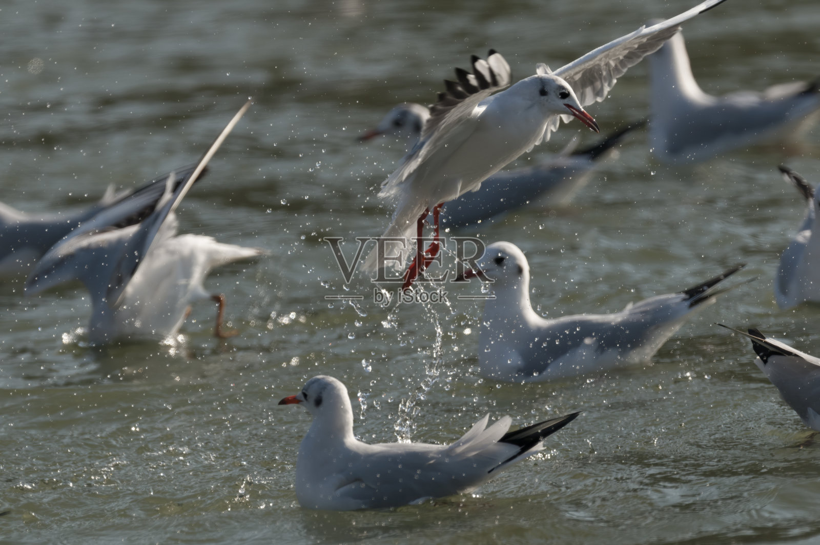 黑头鸥照片摄影图片