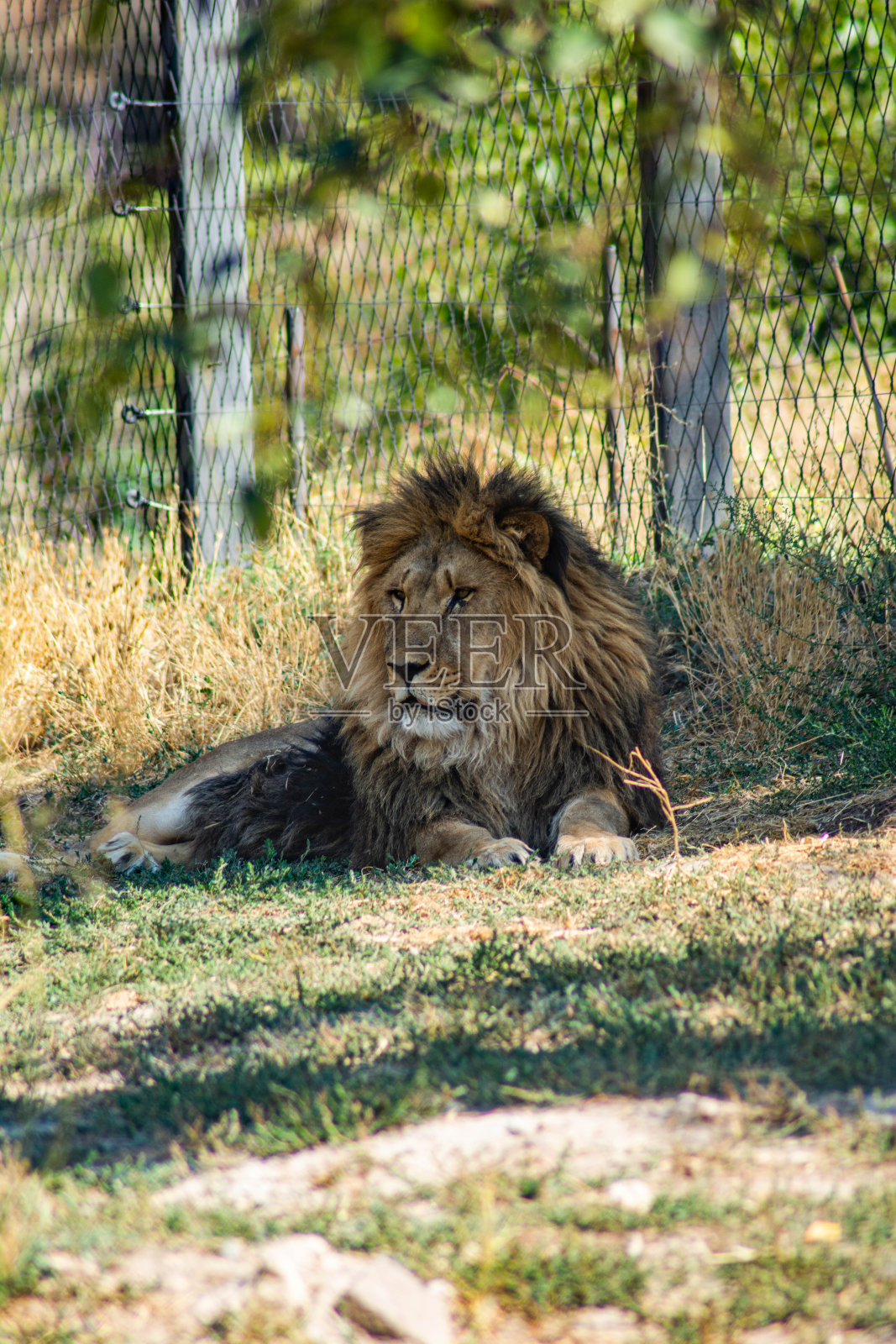 狮子在保护区。一只大狮子的照片照片摄影图片
