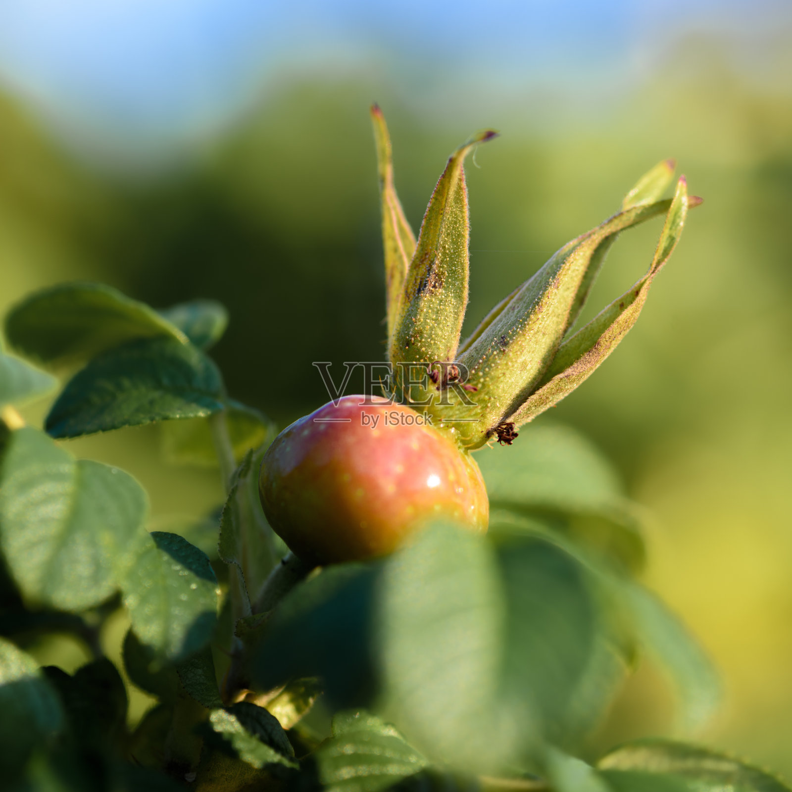 红玫瑰果芽照片摄影图片