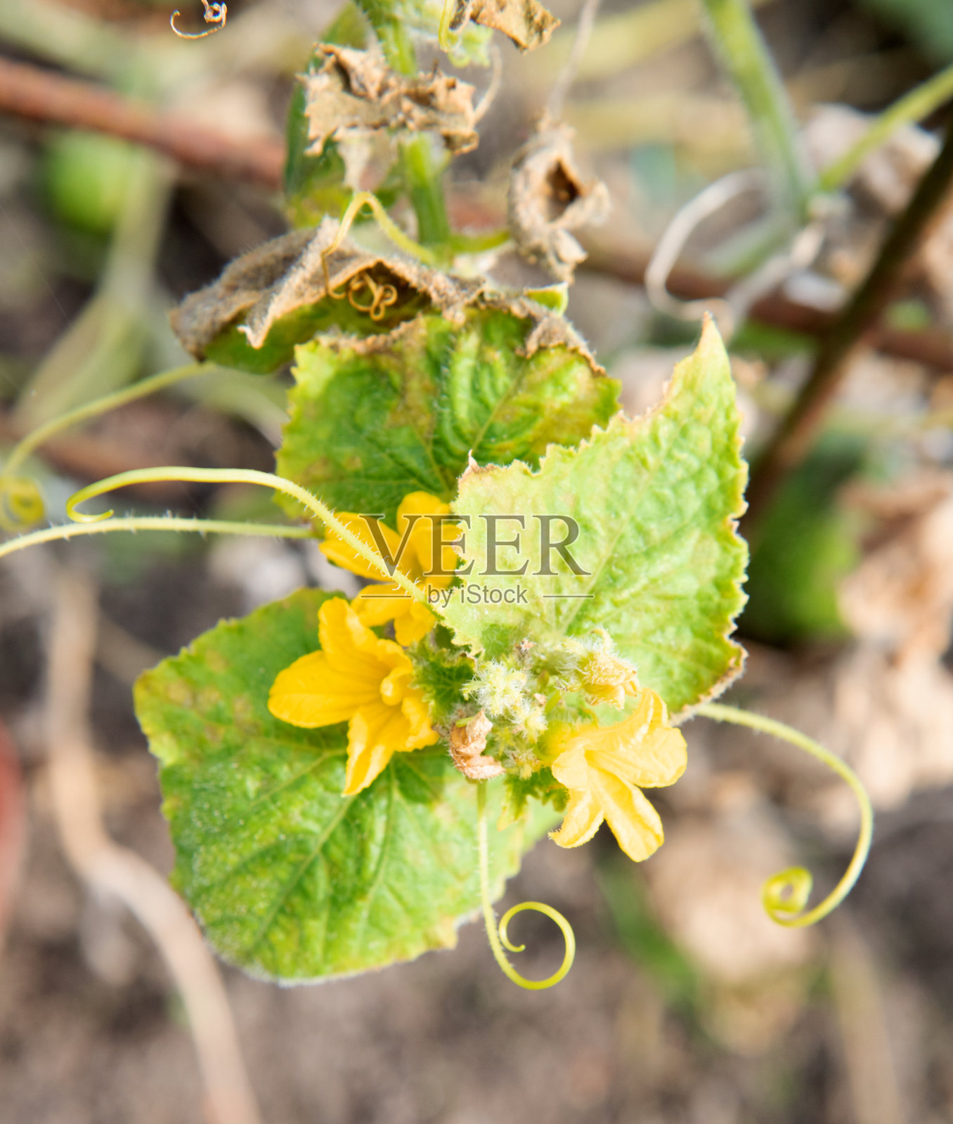 德国下萨克森州尼德兰根的菜园里的蔬菜，收获季节照片摄影图片