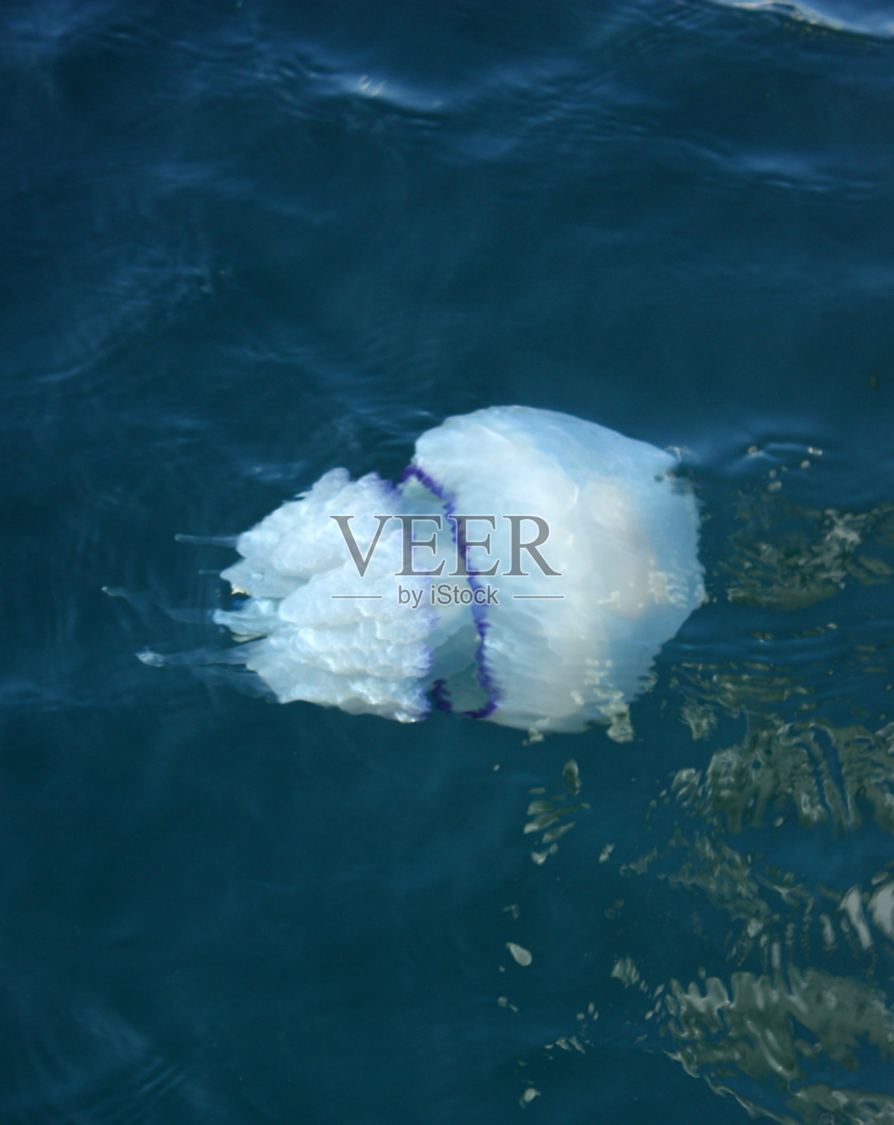 有毒的水母照片摄影图片