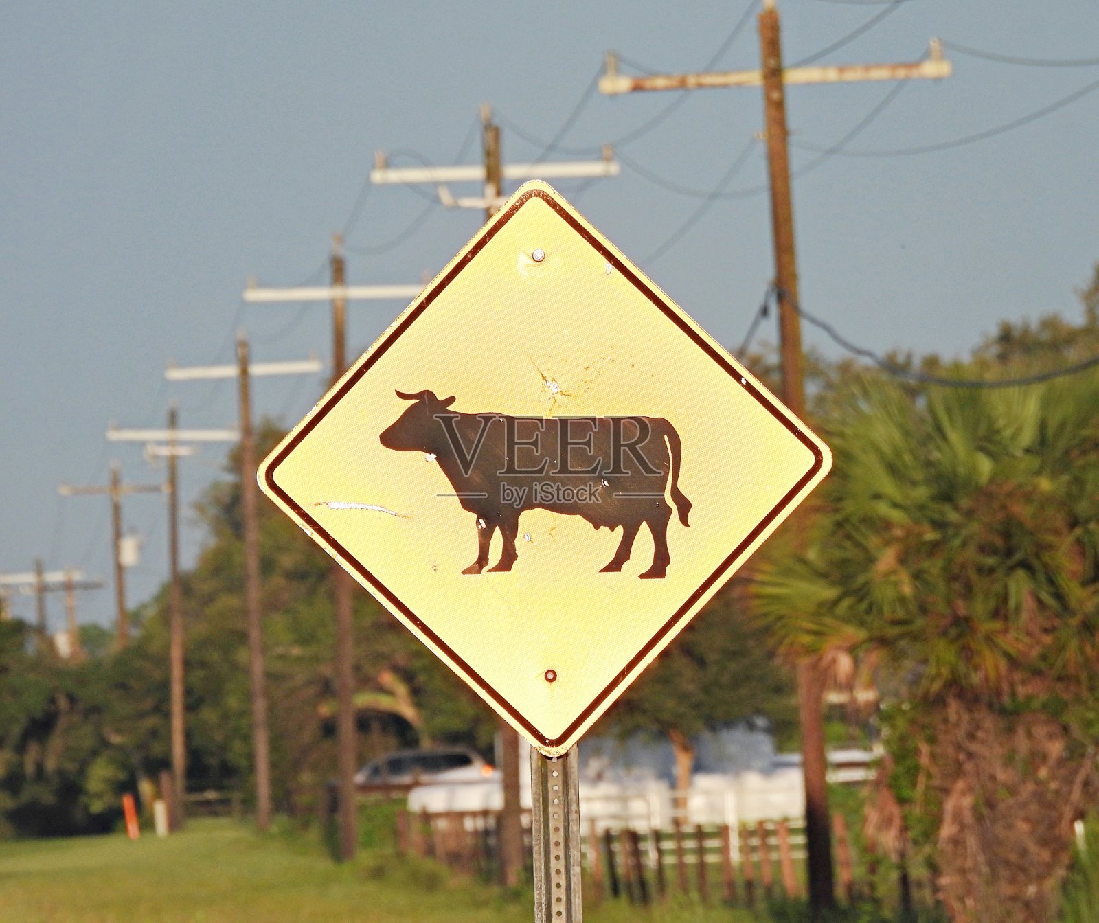 佛罗里达州的“牛过马路”警告标志，上面有牛的标志照片摄影图片