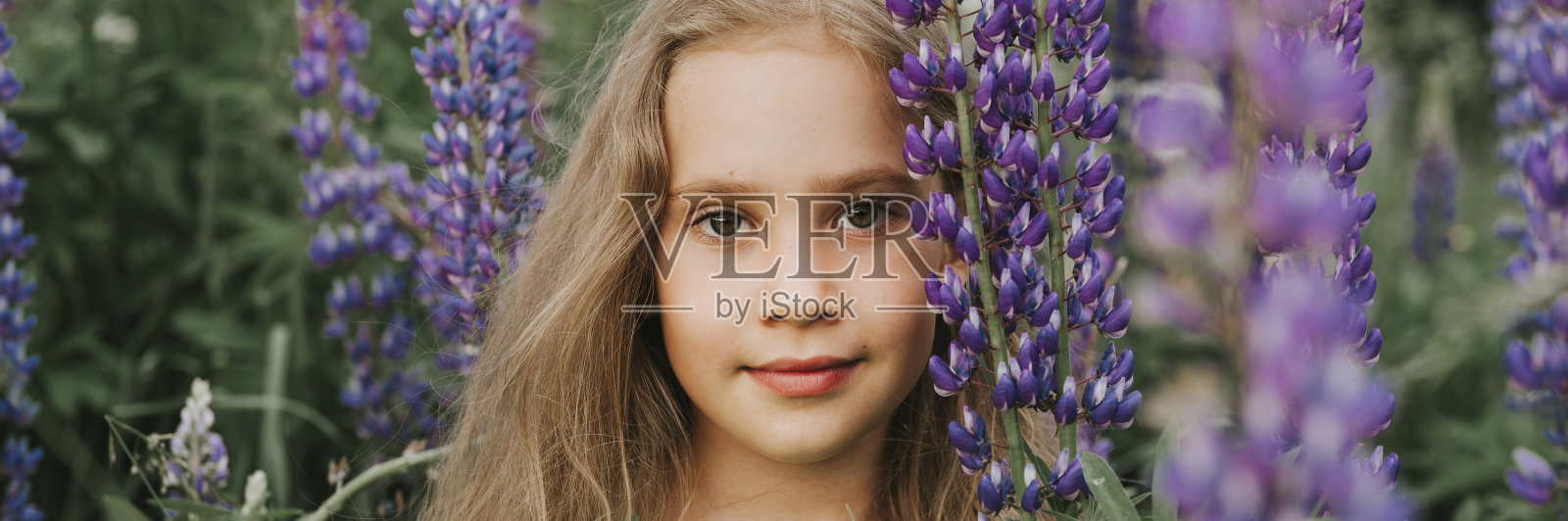 一个可爱的快乐的七岁小女孩的肖像与盛开的花羽扇豆在野外的自然。横幅照片摄影图片