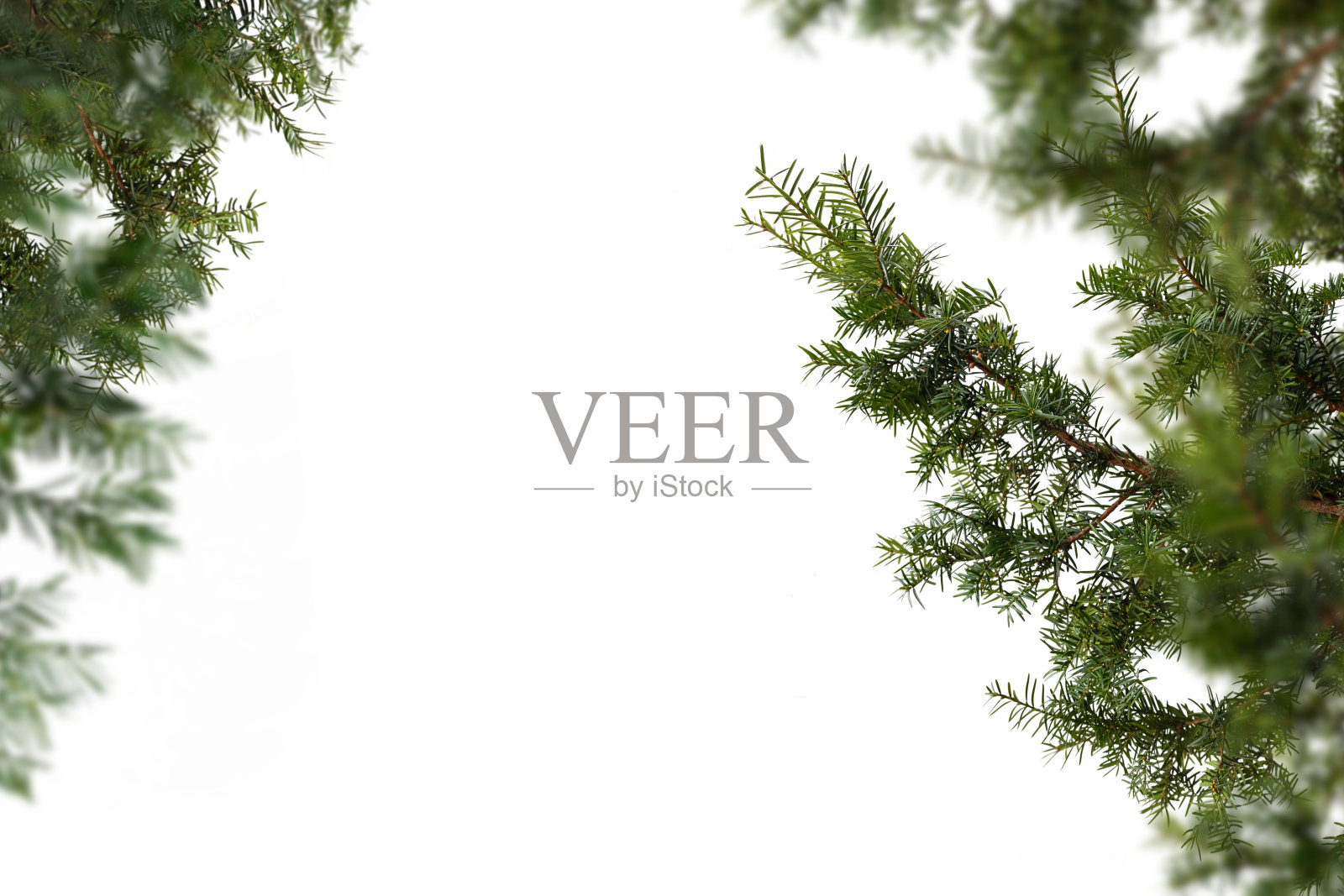 在白色背景上孤立的常绿树枝照片摄影图片