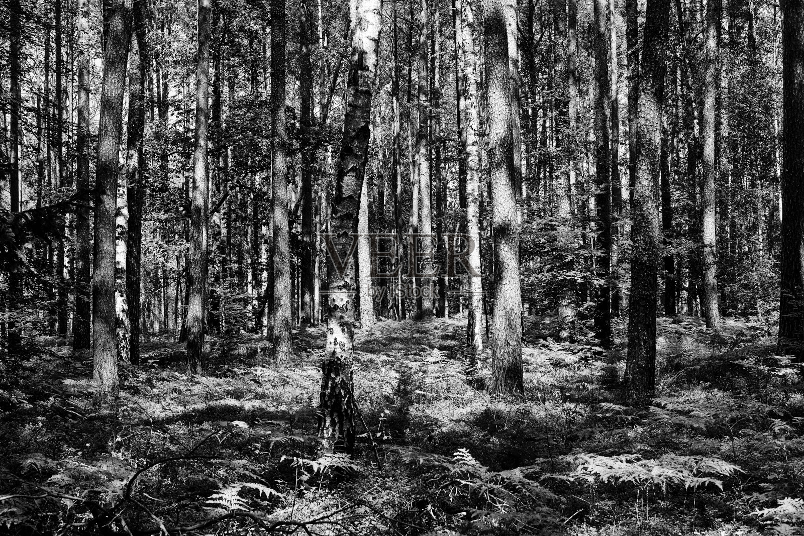 一个阳光明媚的夏日，茂密的蕨类植物在混交林中照片摄影图片