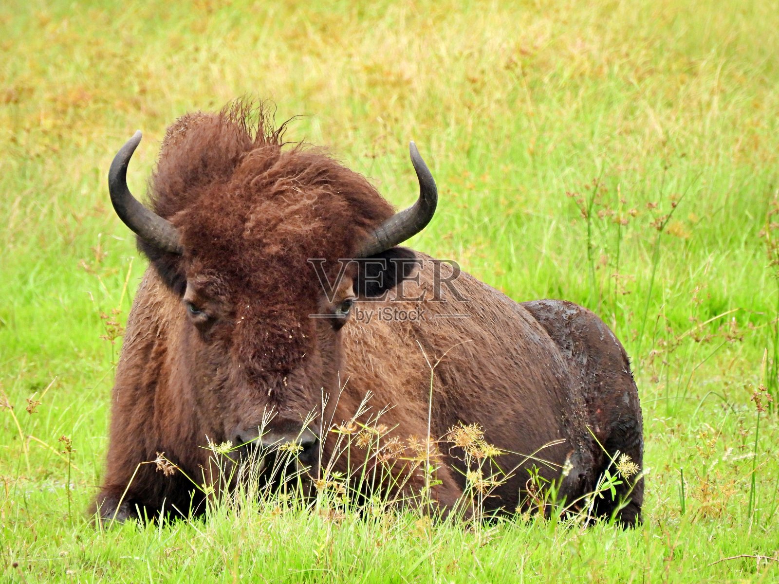 美洲野牛在草地上休息的美洲野牛照片摄影图片