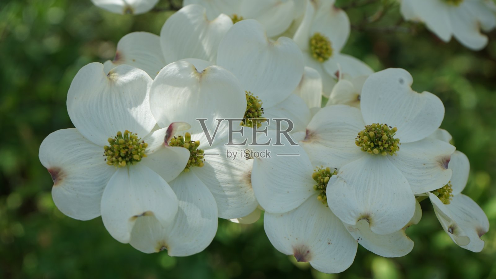 白色的山茱萸花照片摄影图片