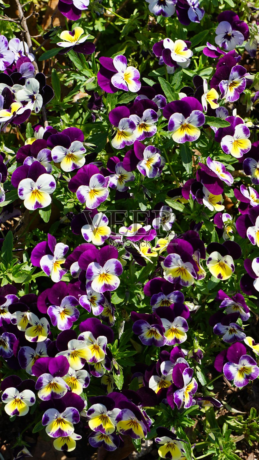 紫色和淡紫色的三色堇照片摄影图片