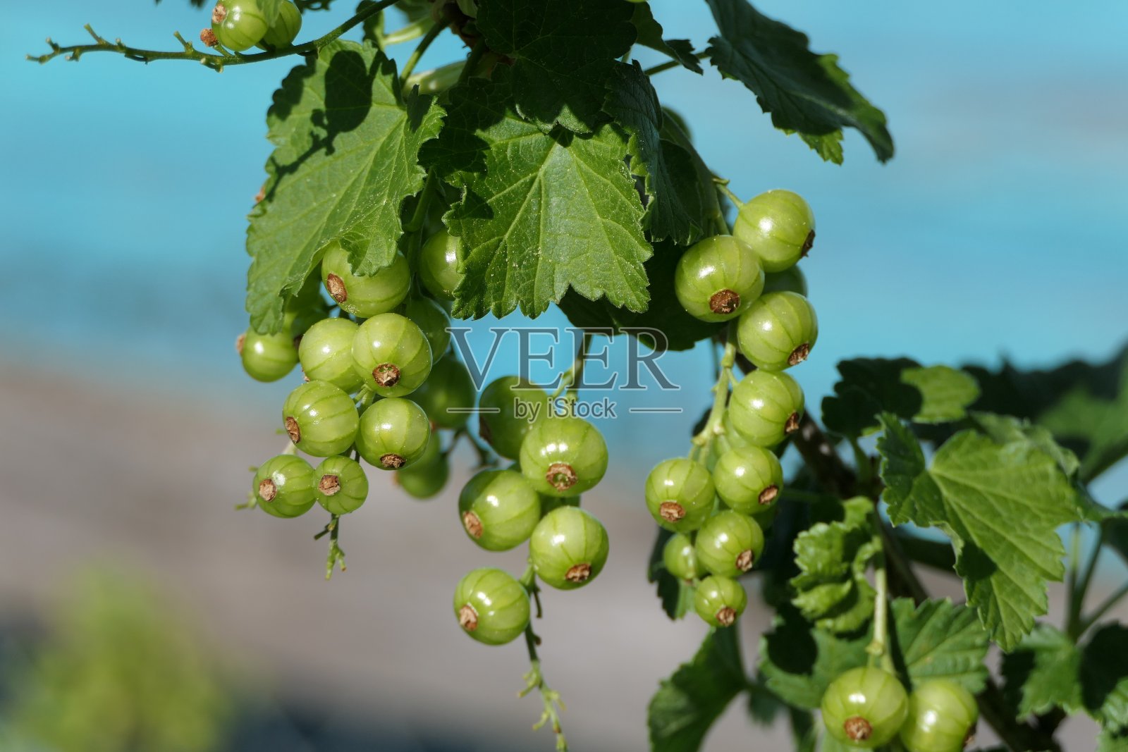 一束年轻的红醋栗照片摄影图片