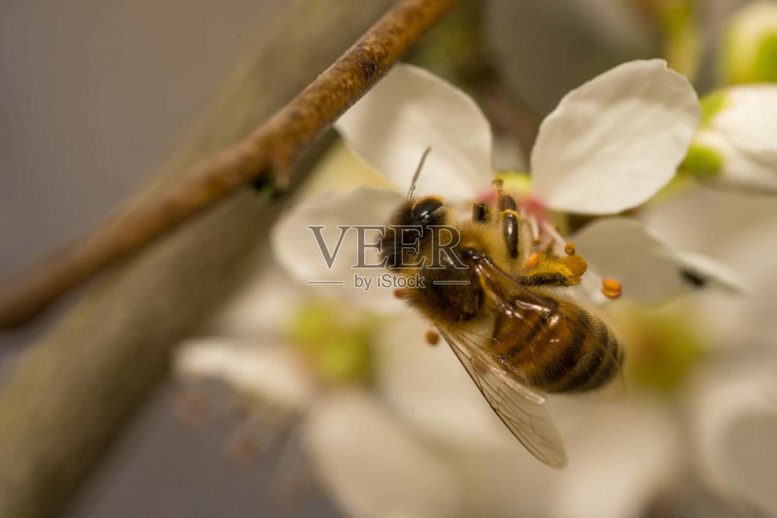 春天，一只蜜蜂在樱花上采集花粉照片摄影图片