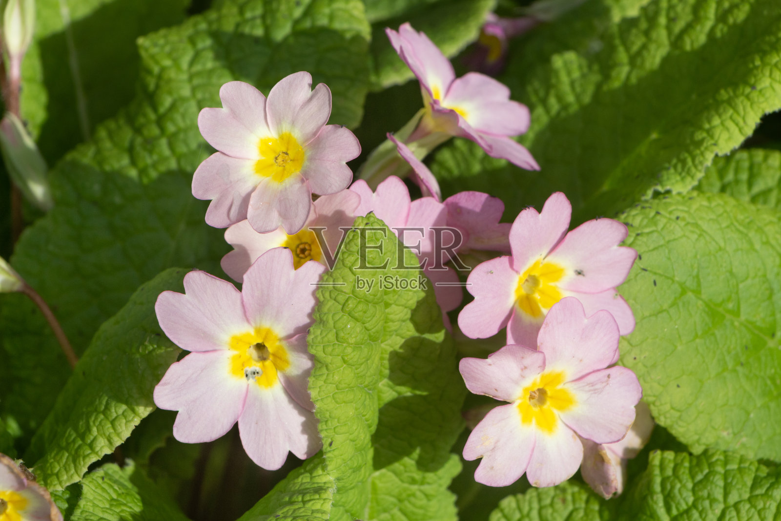 花园里的樱草花照片摄影图片