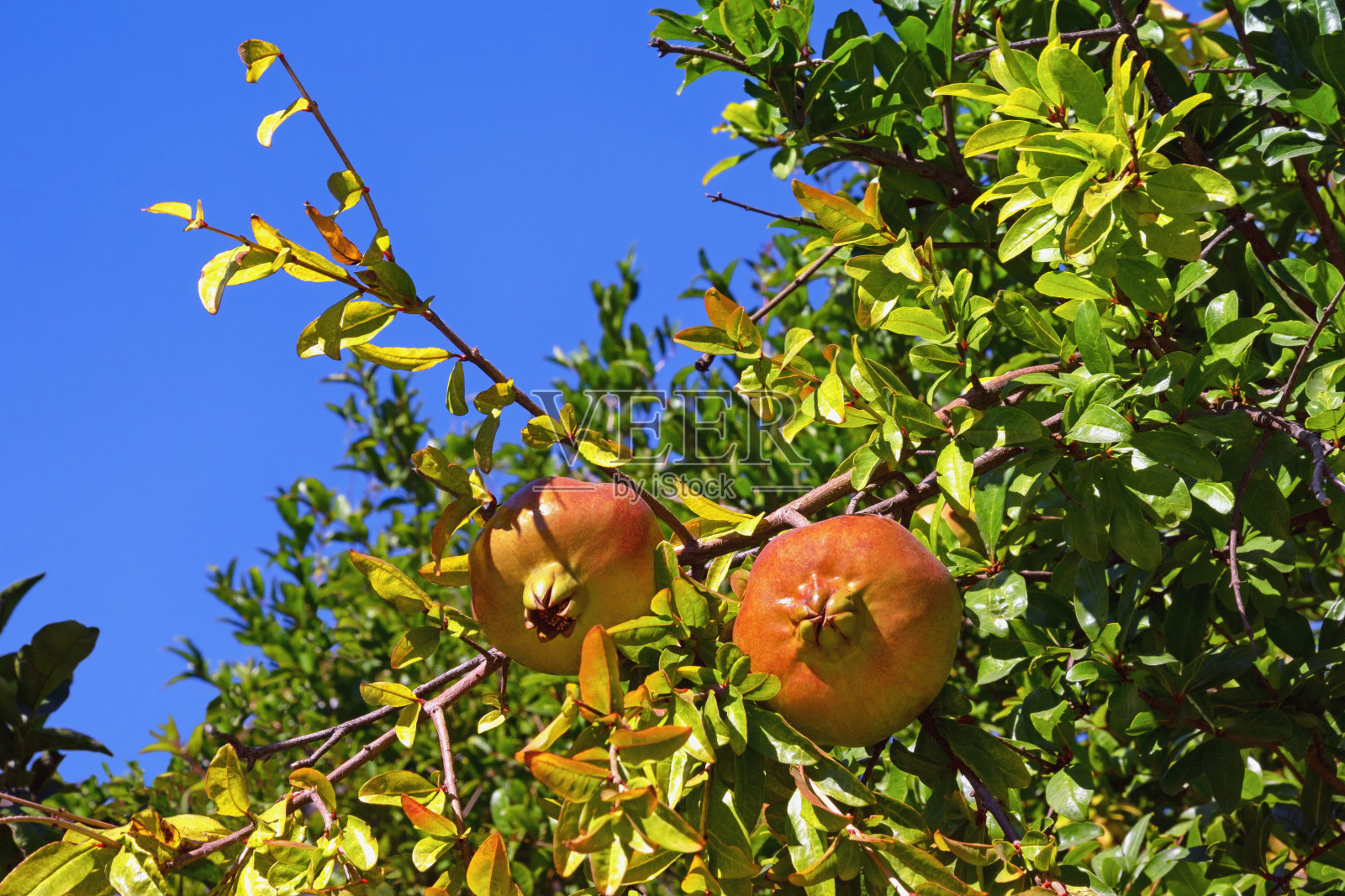 石榴树的树枝上结满了果实照片摄影图片