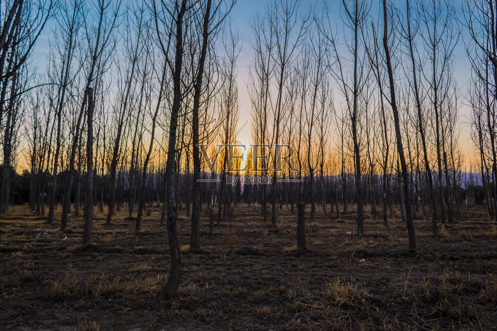 门多萨河中央的干燥树木照片摄影图片