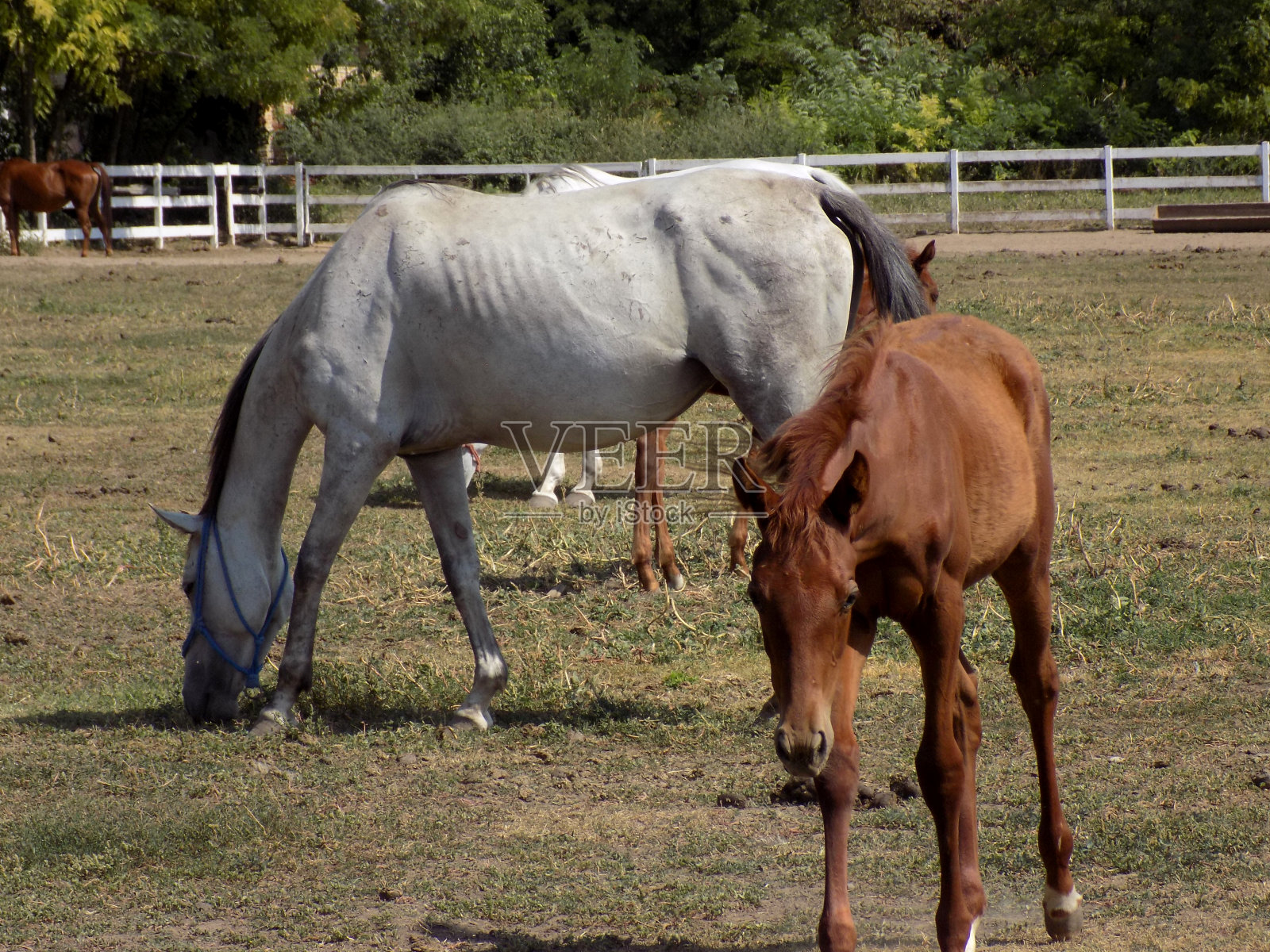 农场围场里的母马和小马驹照片摄影图片