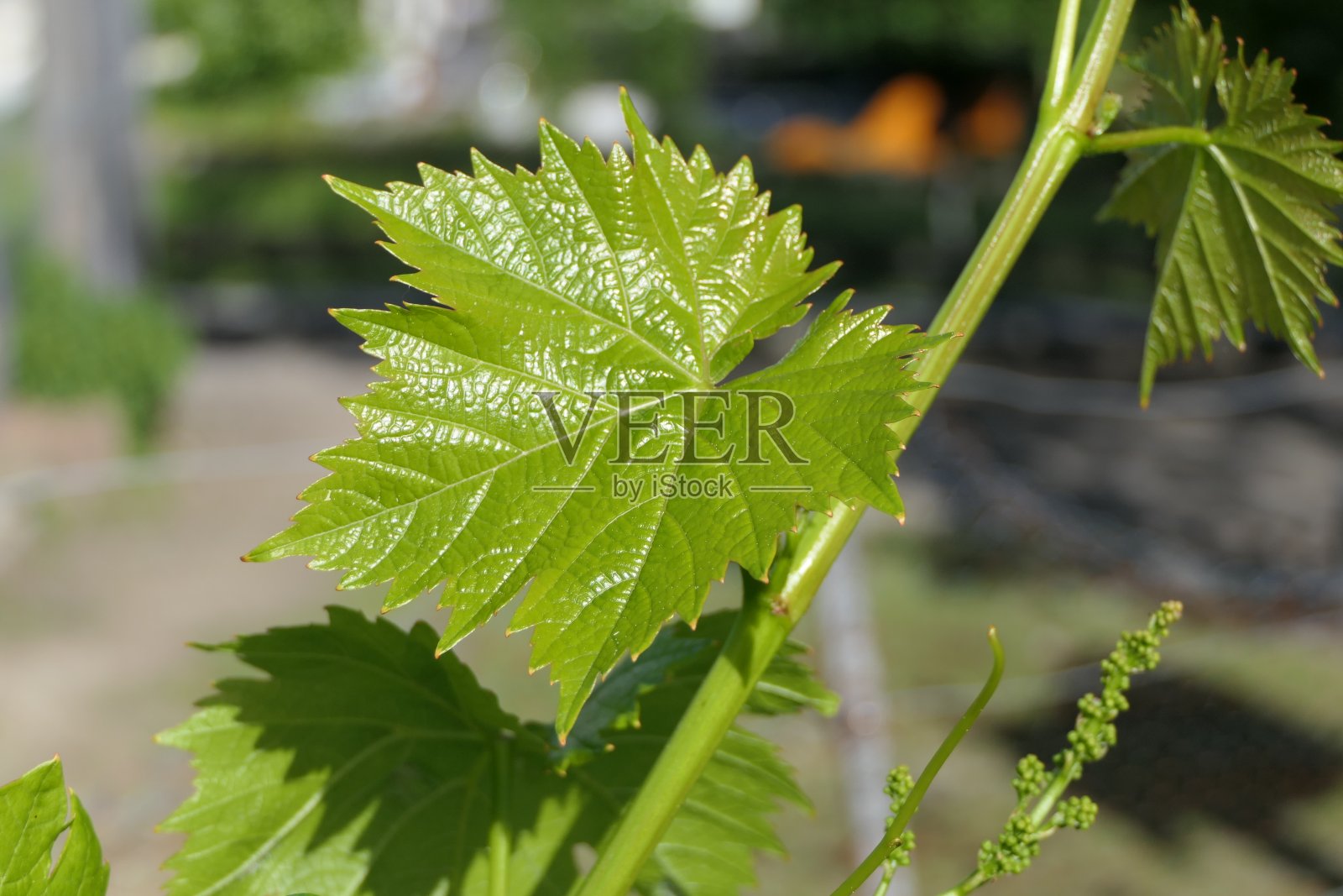 在初夏关闭一个年轻的藤叶照片摄影图片