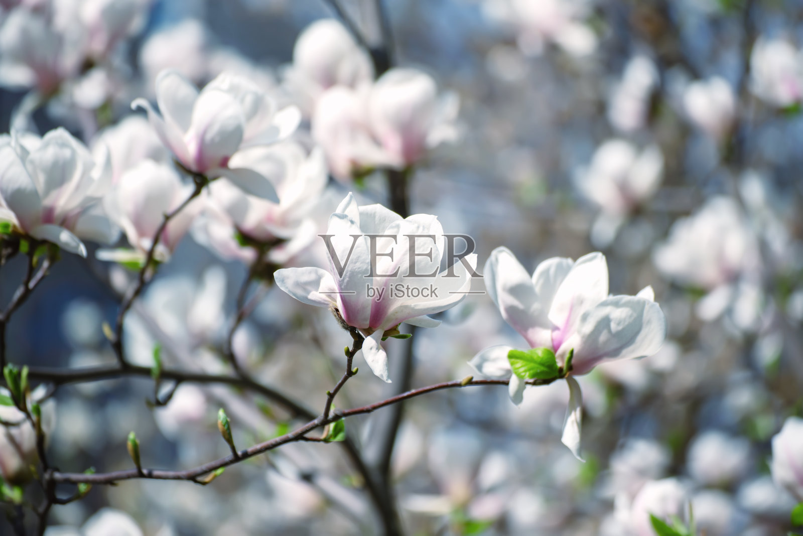 木兰春花照片摄影图片