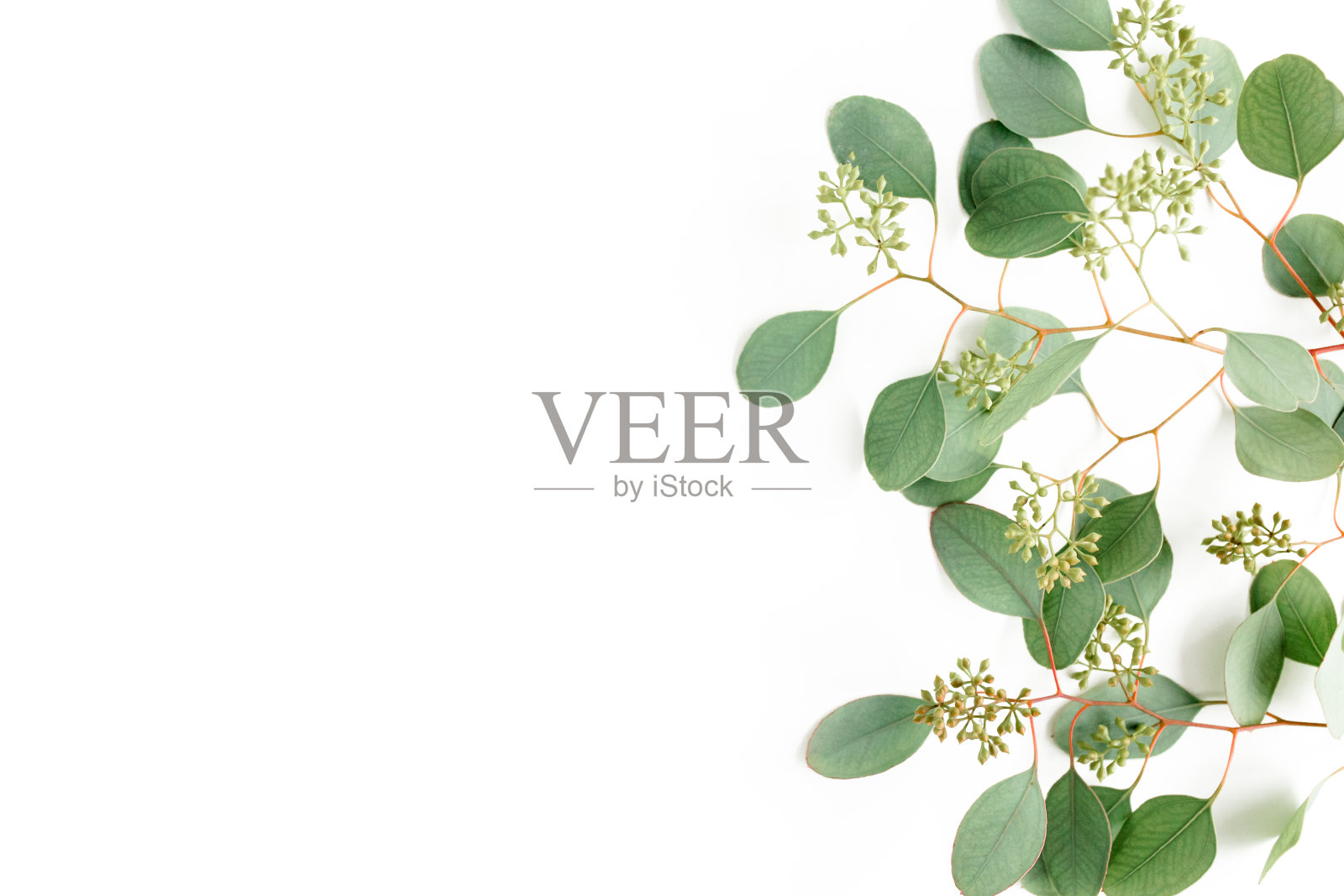 叶桉树的果实形式的浆果在白色的背景与空白的文字。平躺，俯视图。植物的概念照片摄影图片