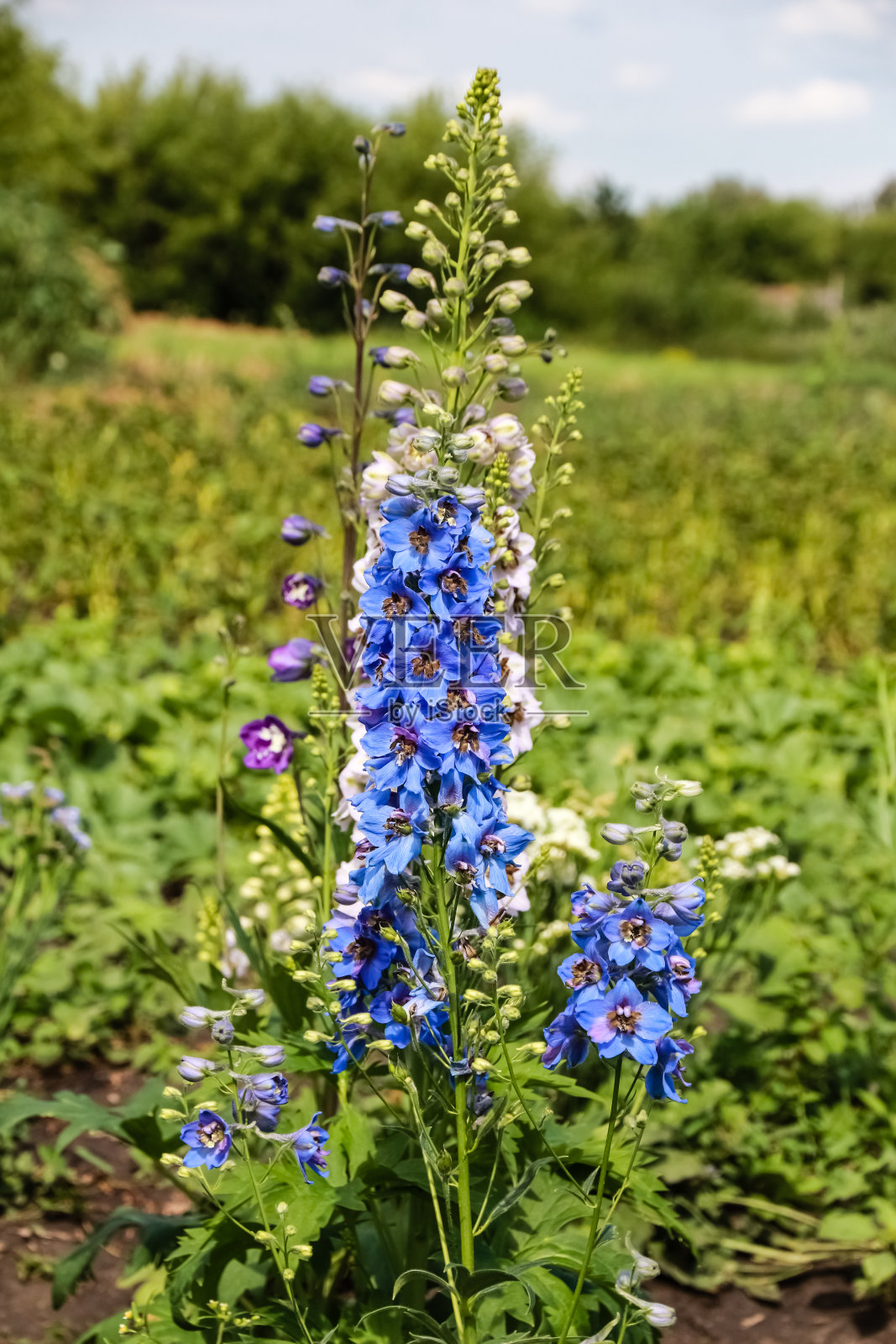 蓝色的飞燕草长在花园里，看起来像一个钟。照片摄影图片
