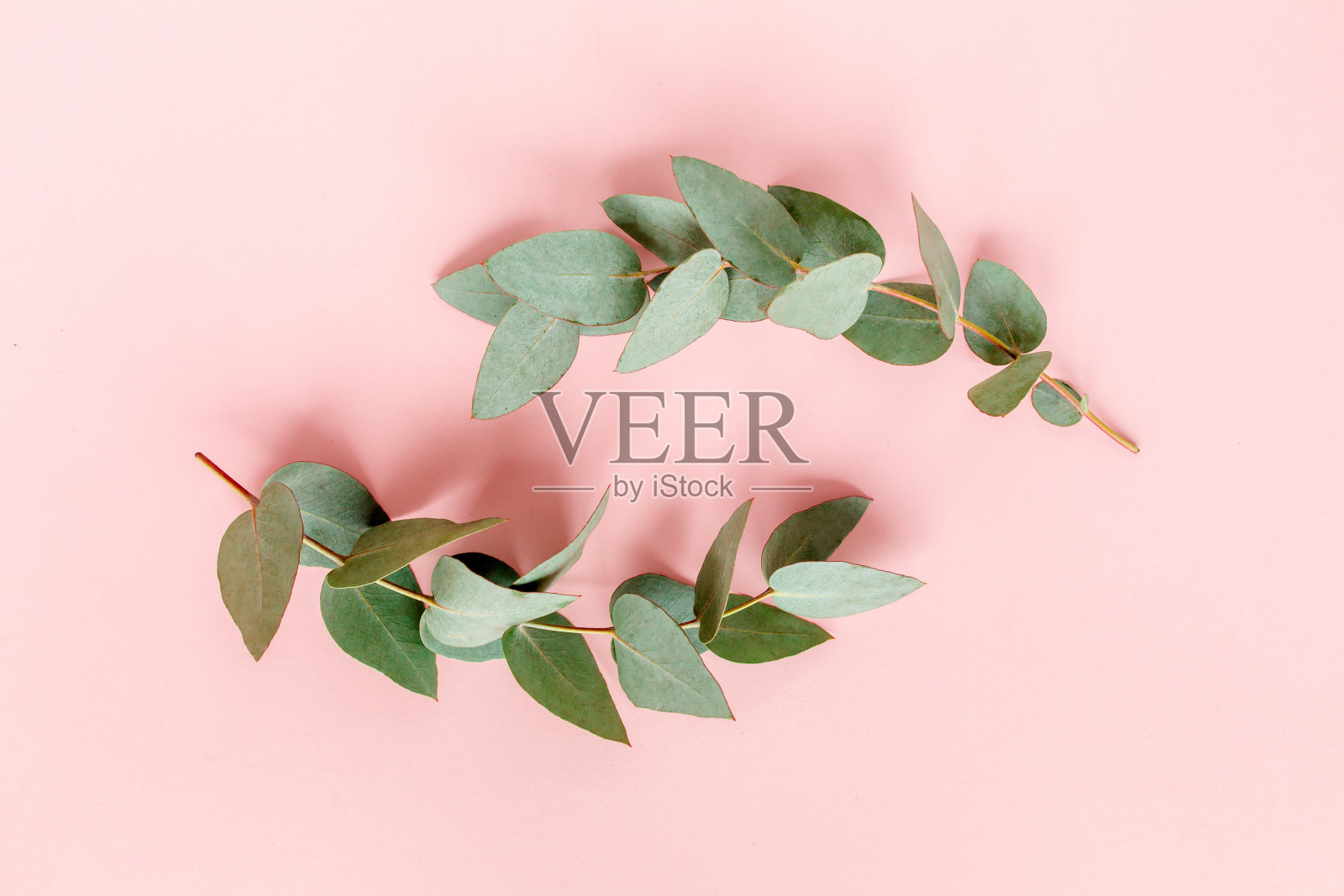 粉红色背景上的桉树叶子。平躺，俯视图。植物的概念照片摄影图片