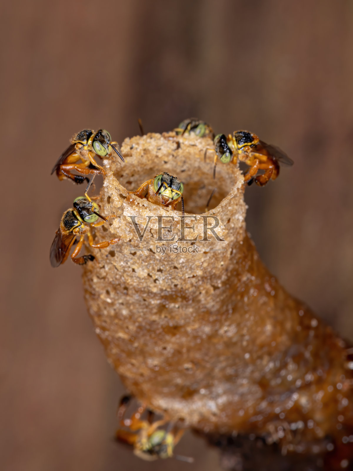 贾泰蜜蜂照片摄影图片