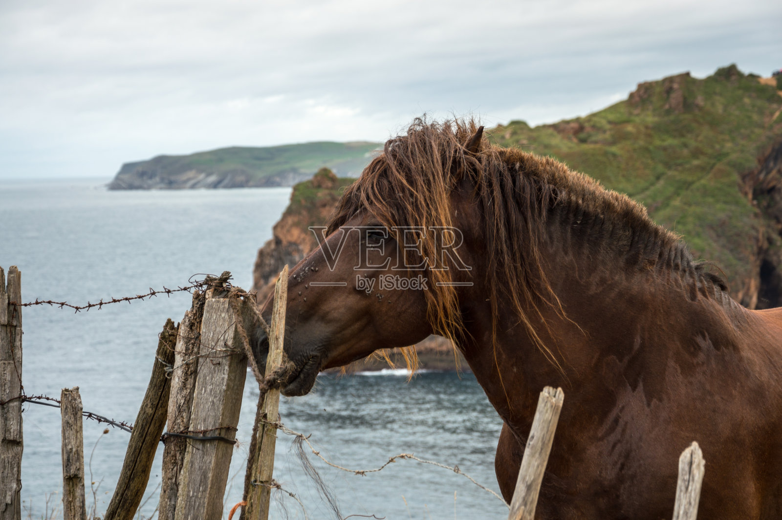 在阴天里，绿色的悬崖峭壁和棕色的马照片摄影图片