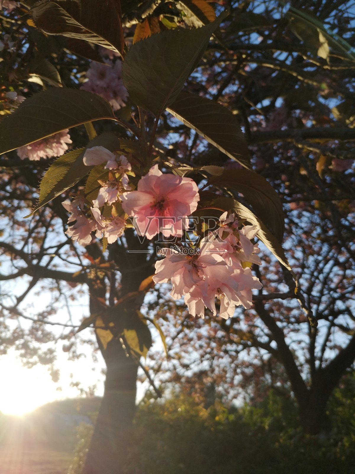 开花的树2照片摄影图片
