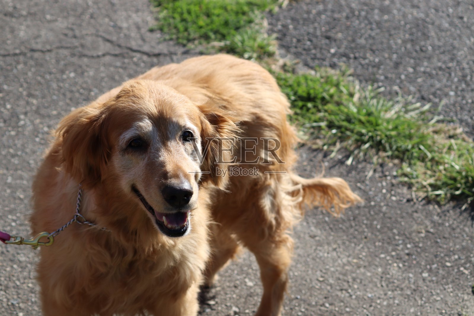 夏天公园里的狗照片摄影图片