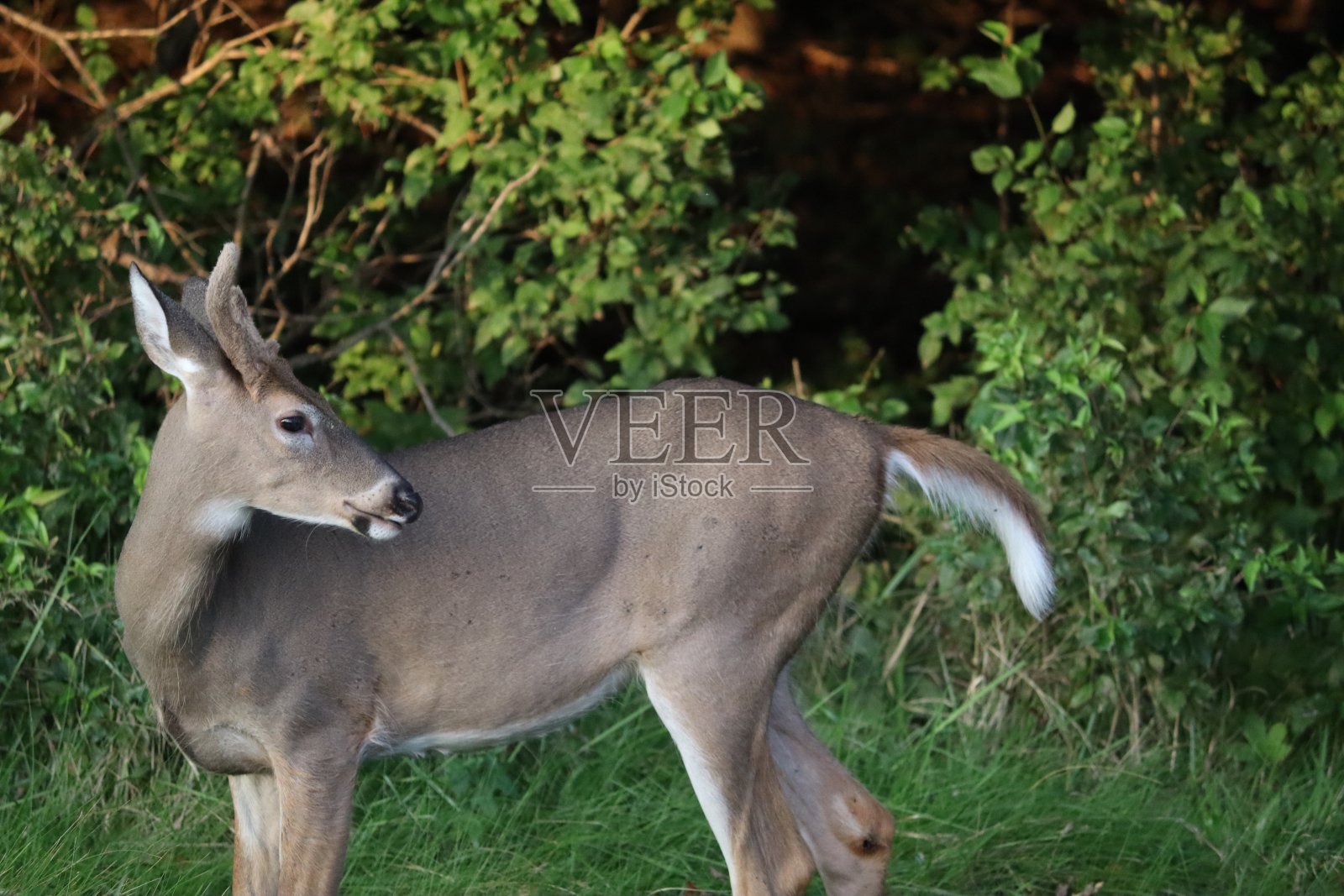 黄昏公园里的鹿照片摄影图片