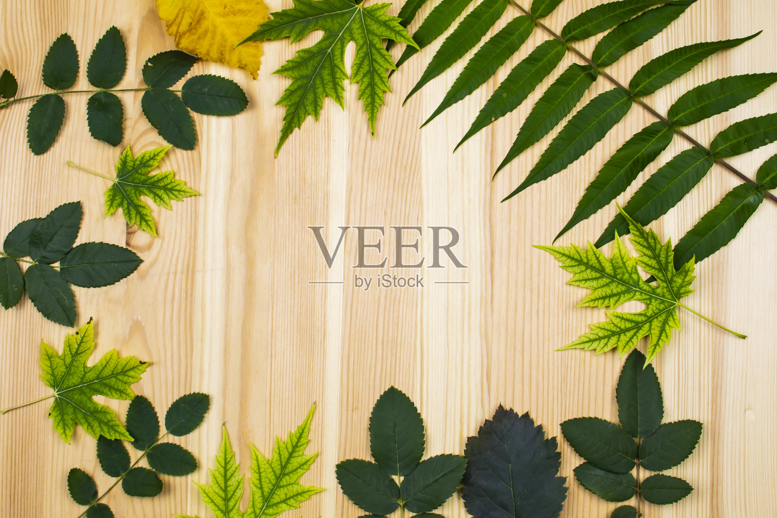 从绿色和黄色的叶子在浅木背景。背景与复制空间照片摄影图片