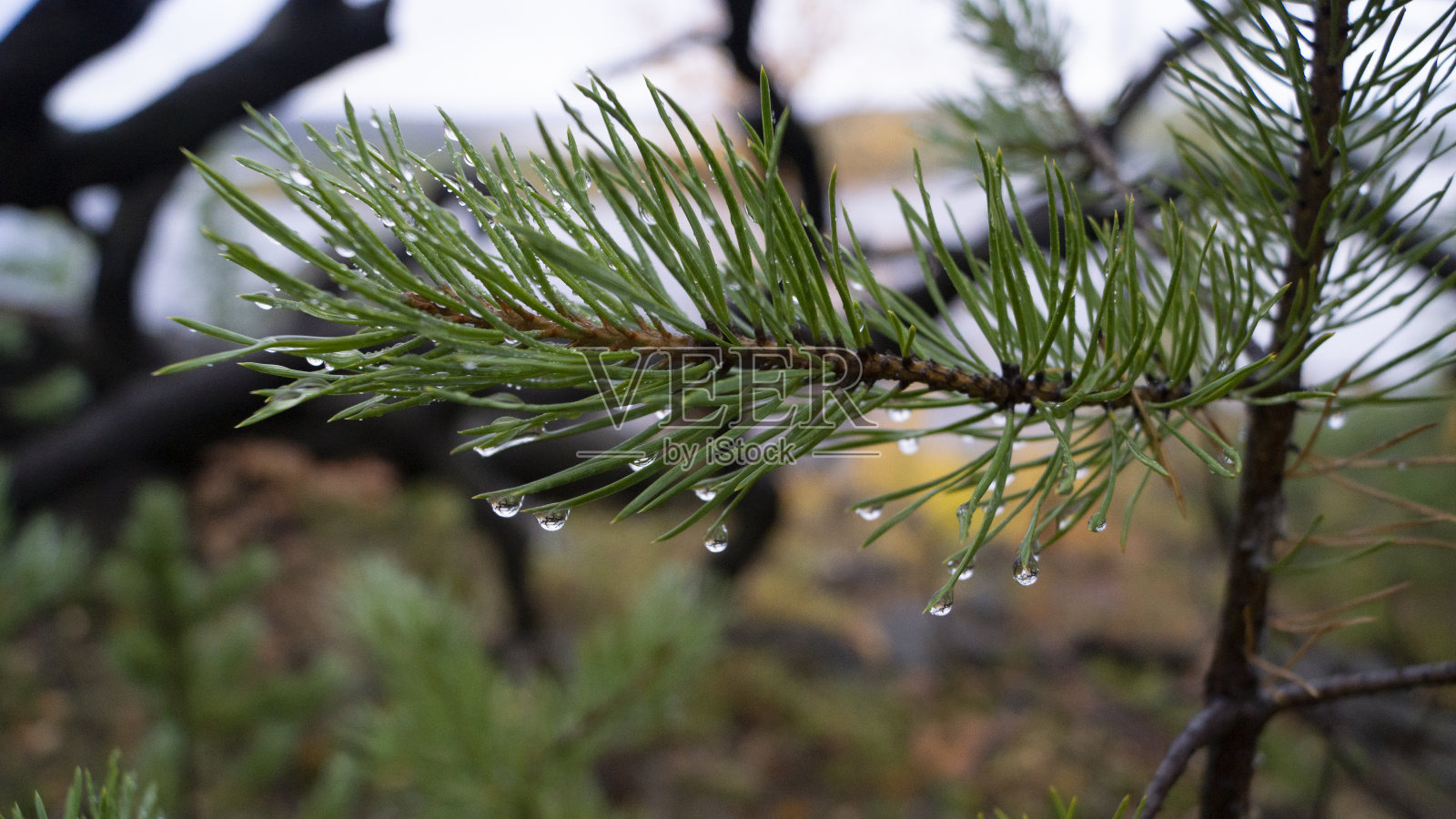 云杉树枝上的晨露。秋天。Vilyui河照片摄影图片