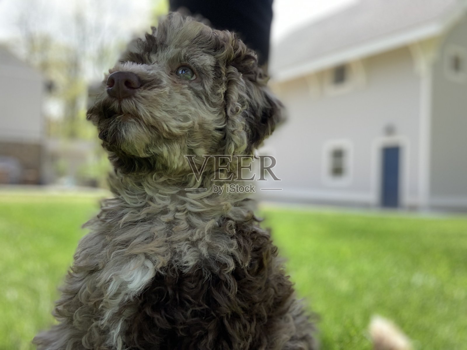 雄伟的格斯摆姿势照片摄影图片