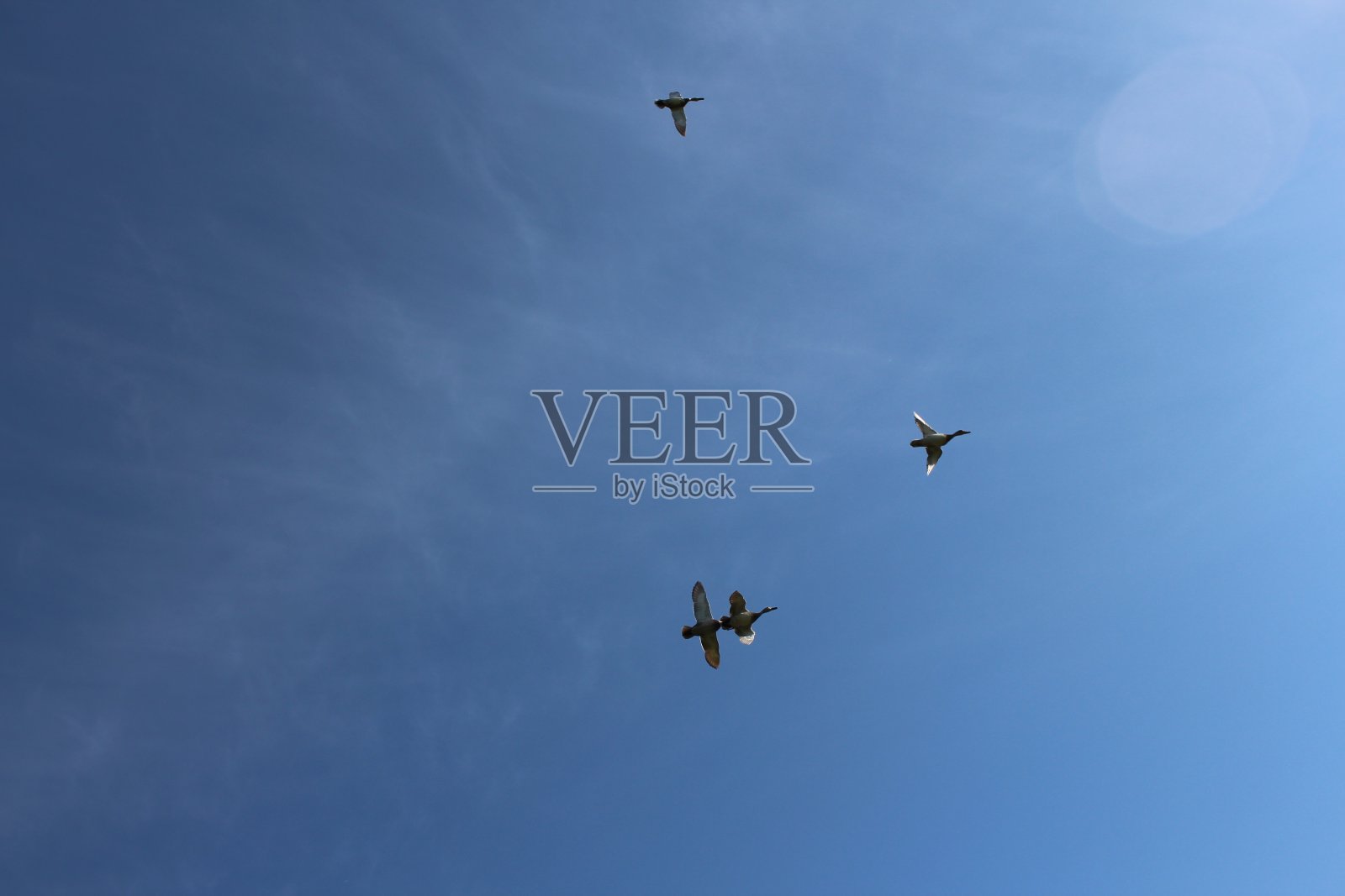 野鸟野鸭成群结队迎着天空去打猎照片摄影图片