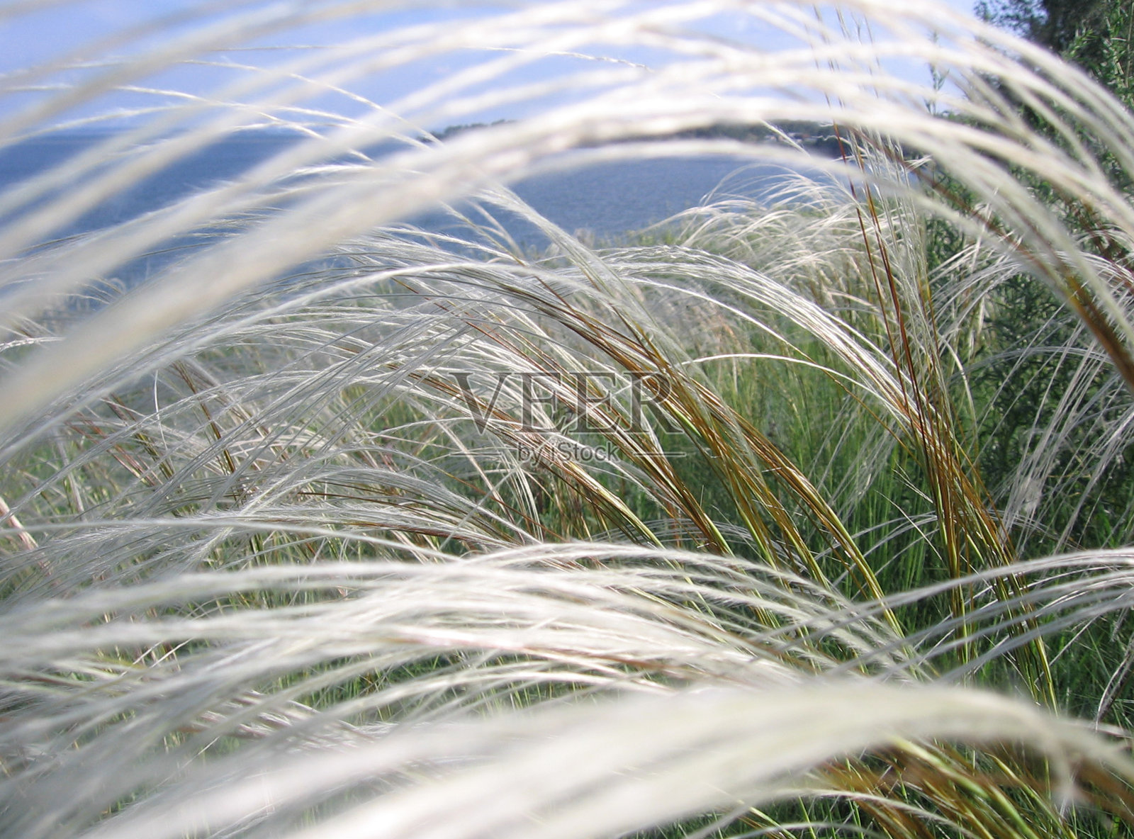 长长的蓬松的草映衬着银色的天空照片摄影图片