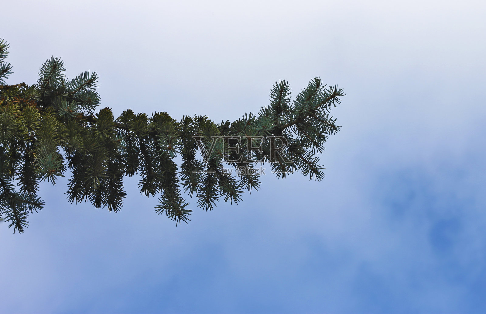 蓝色的云杉树枝背景在蓝天在水平位置照片摄影图片
