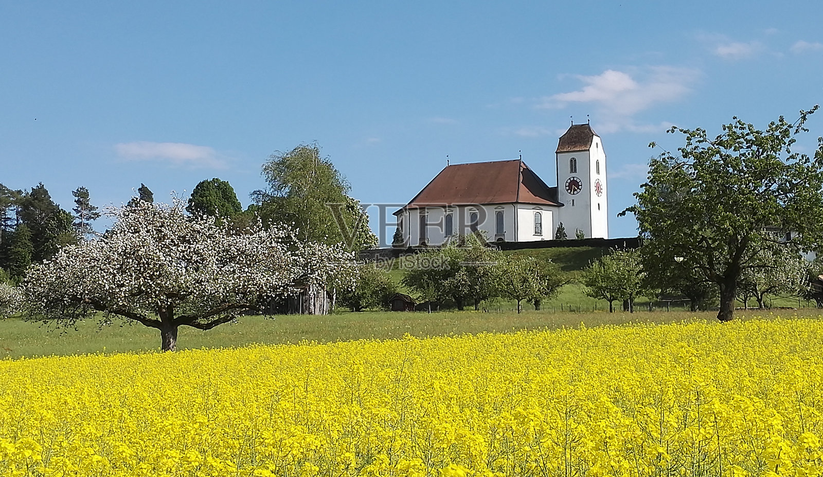 山上的白色教堂，盛开的苹果树和油菜田照片摄影图片
