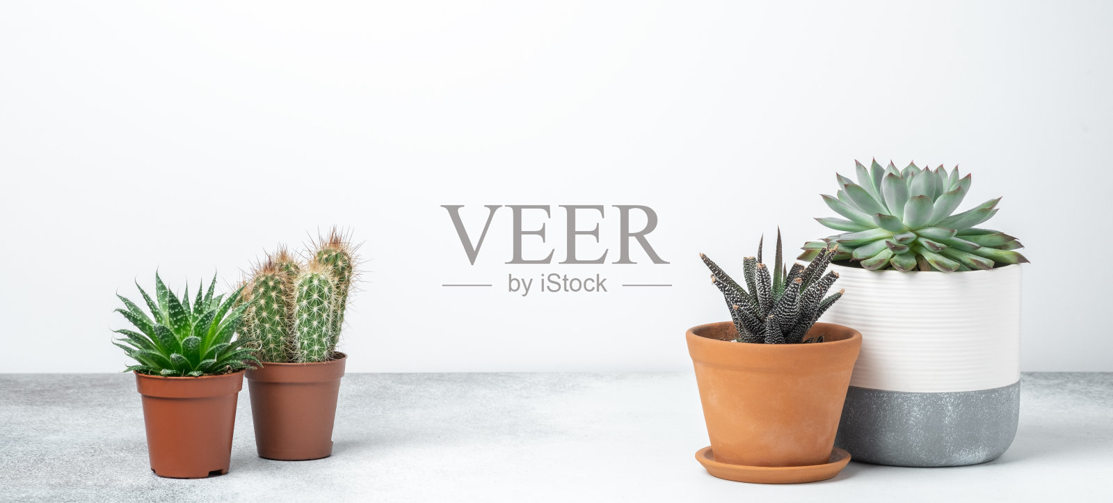 室内的石桌上摆放着各种各样的多肉植物。植物移植。室内花园家居概念。水平的旗帜照片摄影图片