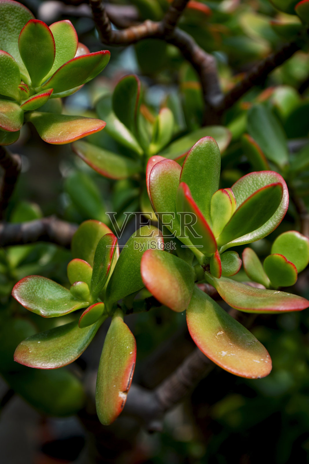 一个美丽的植物照片摄影图片