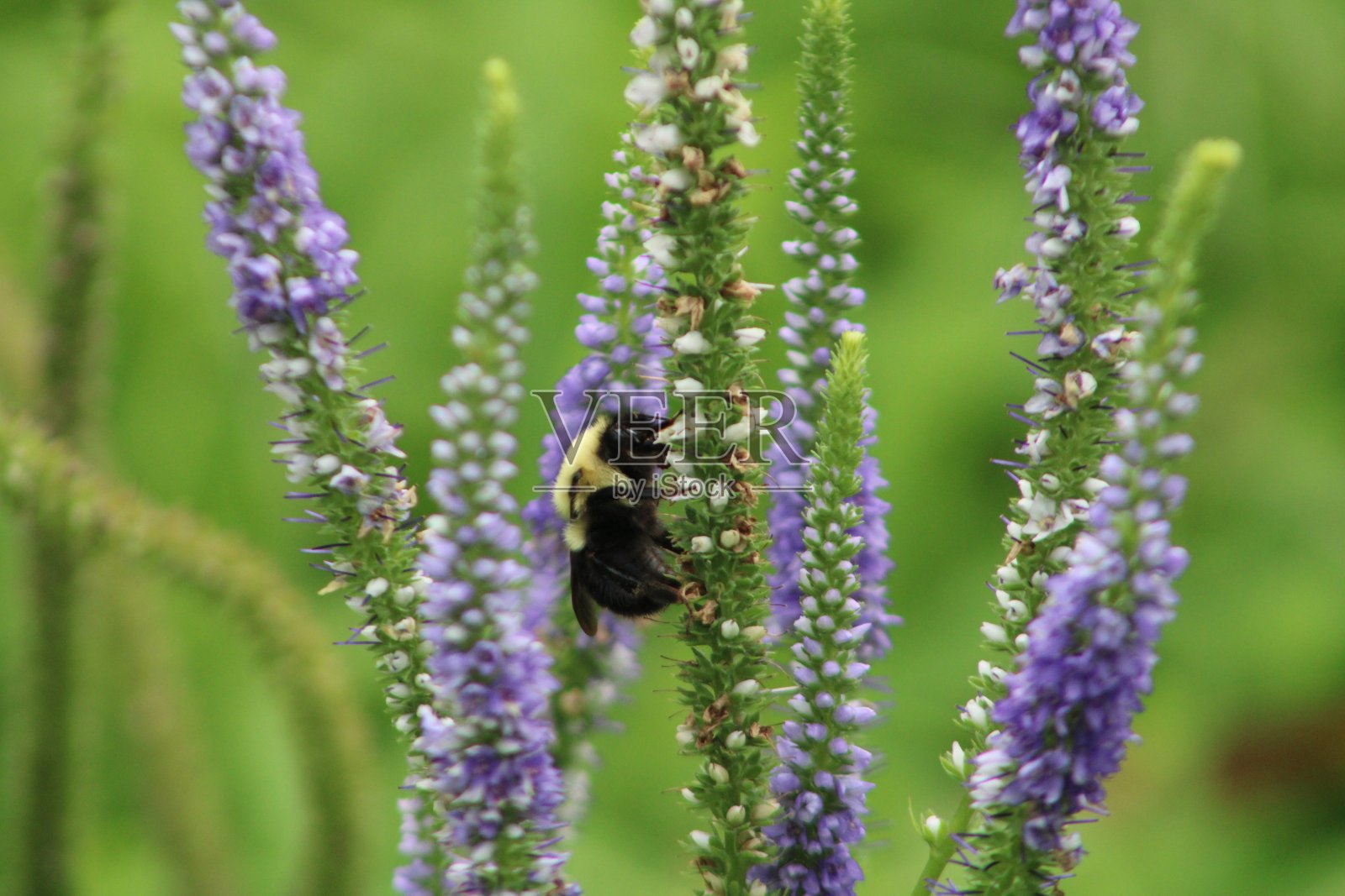 忙碌的蜜蜂照片摄影图片