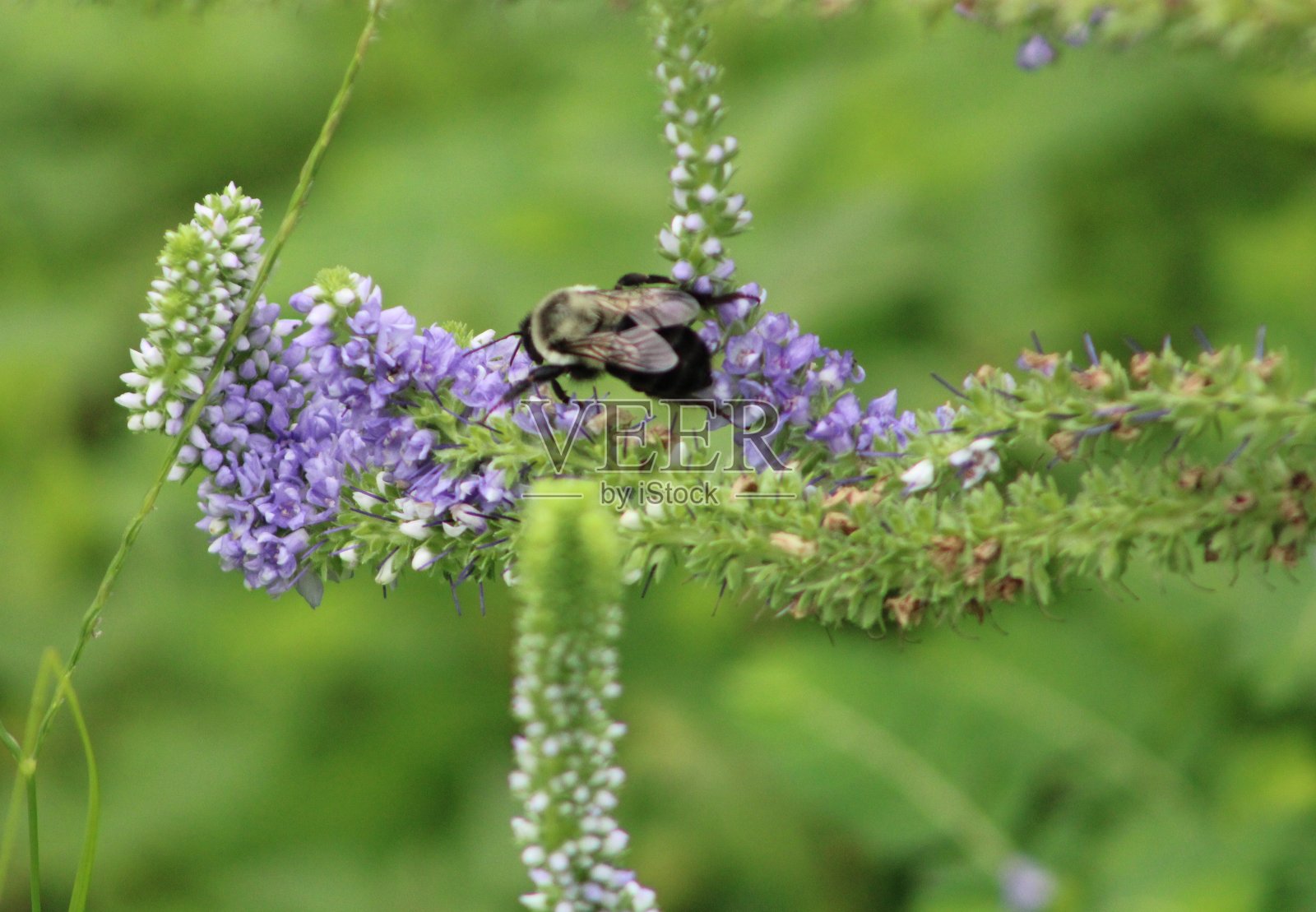 忙碌的蜜蜂照片摄影图片