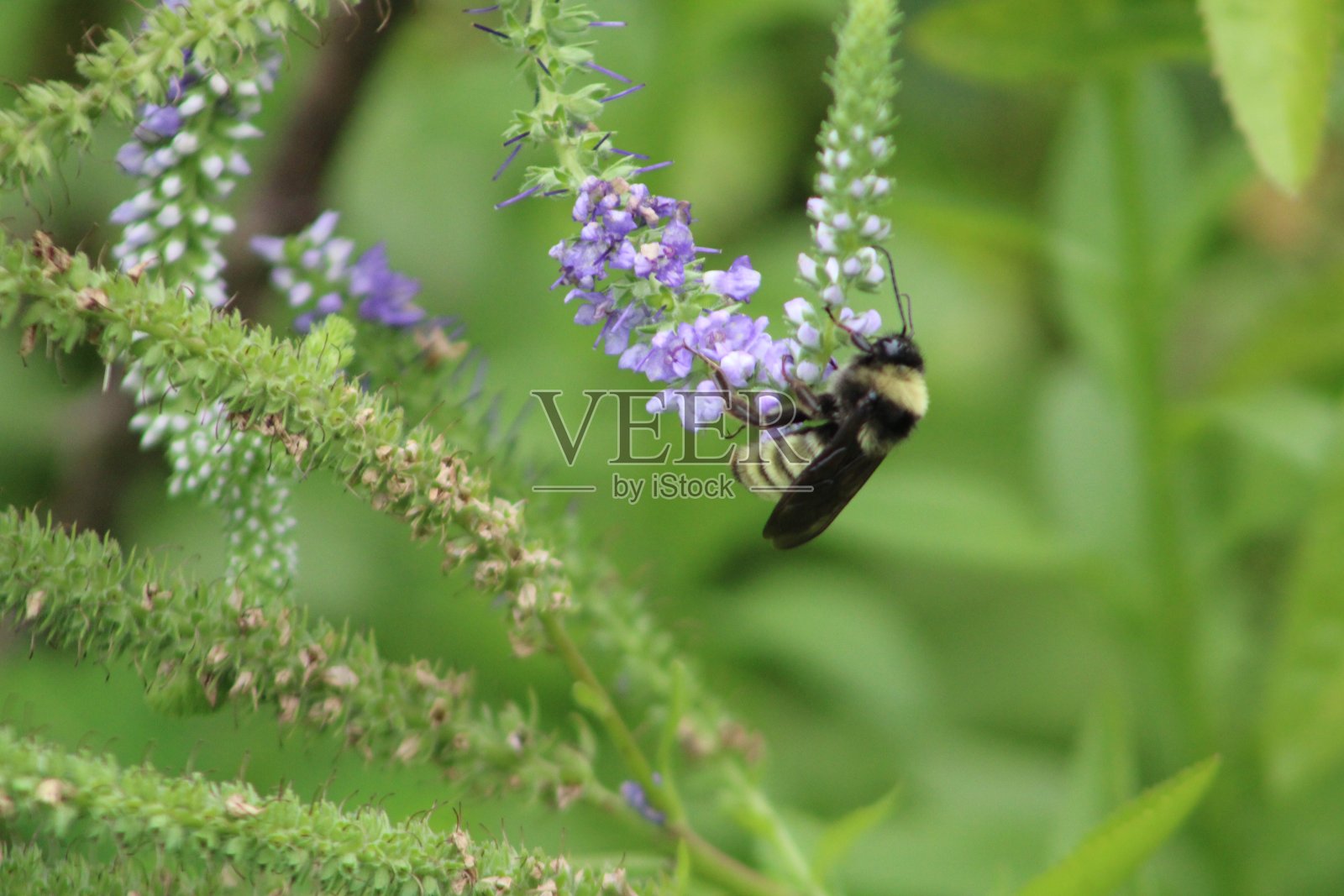 忙碌的蜜蜂照片摄影图片