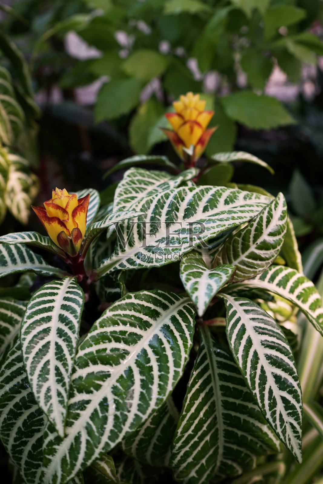 一个美丽的植物照片摄影图片