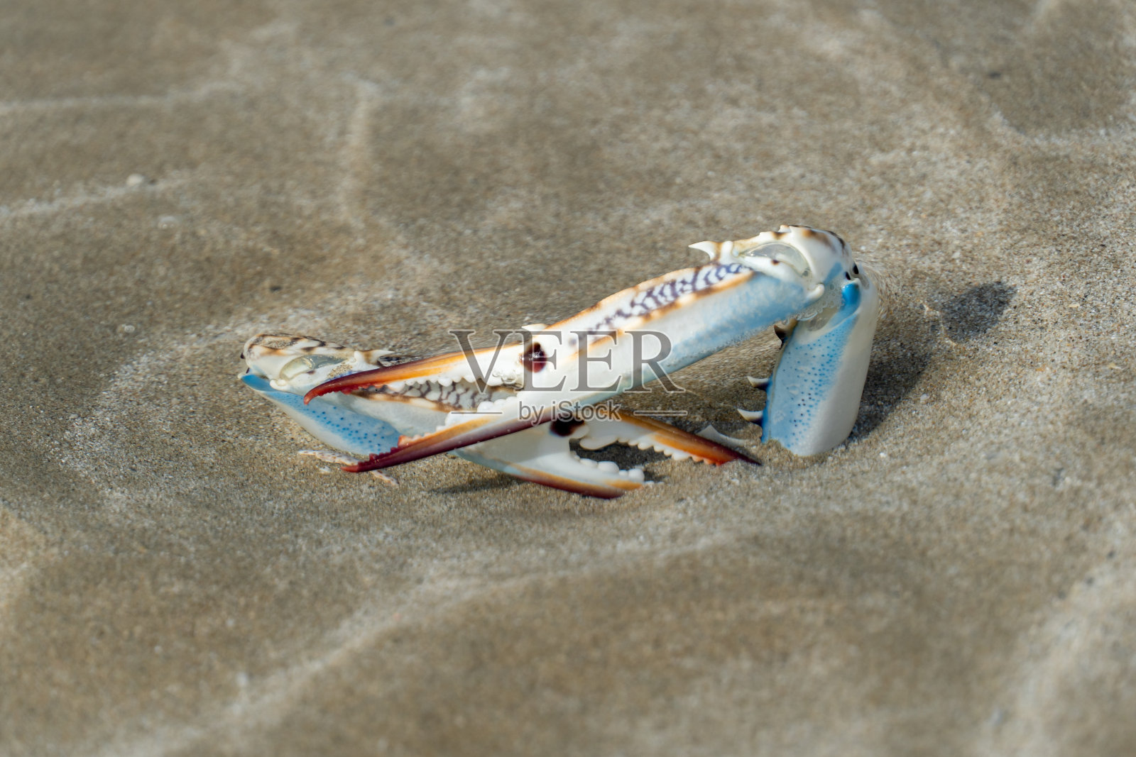 阿拉伯联合酋长国沙滩上伸出的蓝白橙色蟹腿照片摄影图片