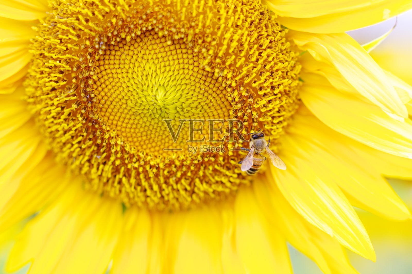 蜜蜂在向日葵上的特写镜头照片摄影图片