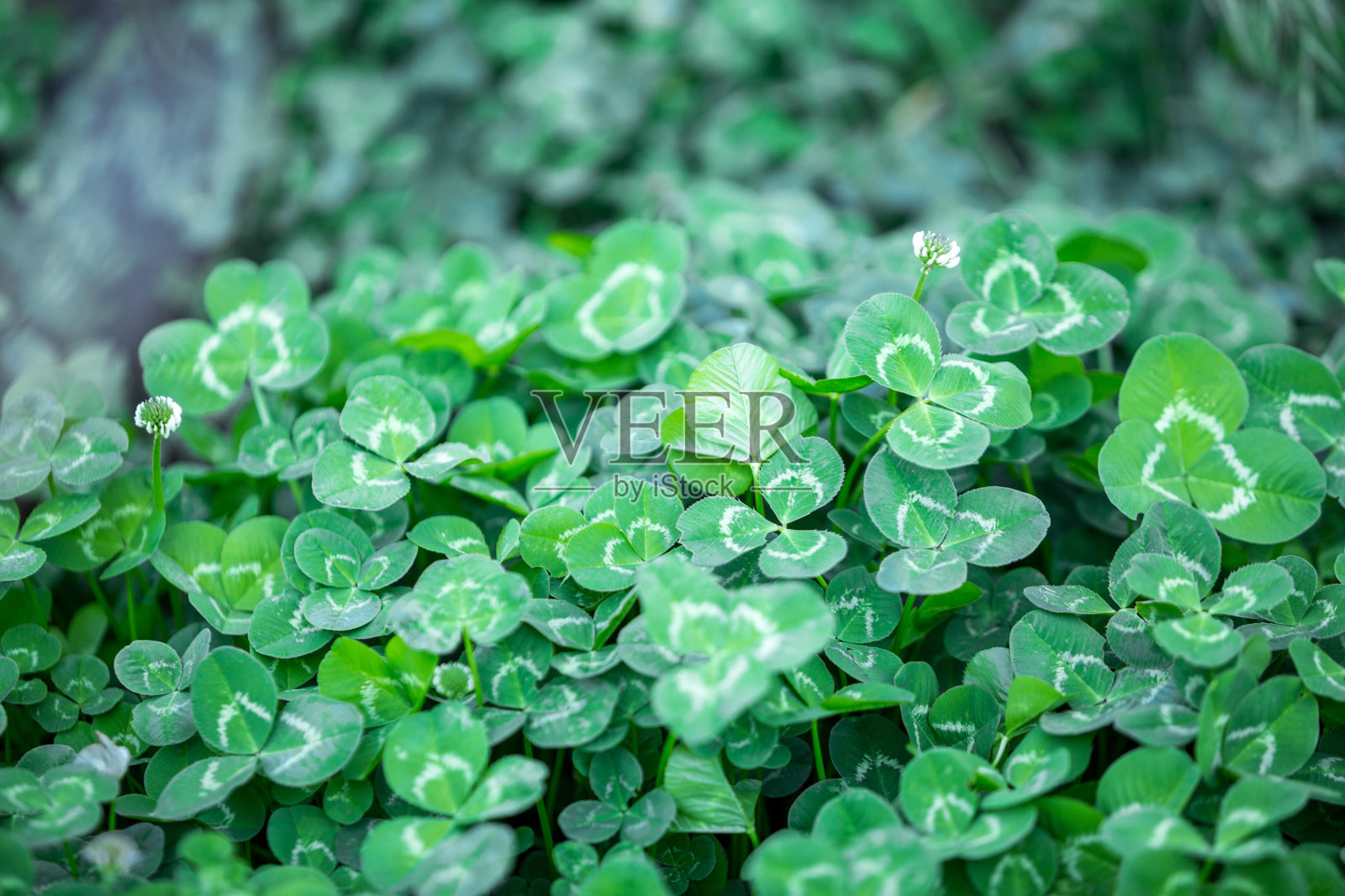 三叶绿三叶草花背景照片摄影图片