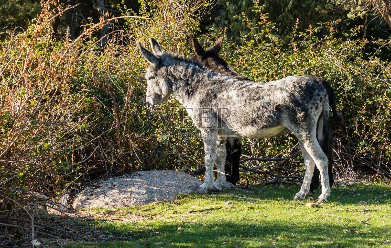 驴在马德里的山上吃草照片摄影图片