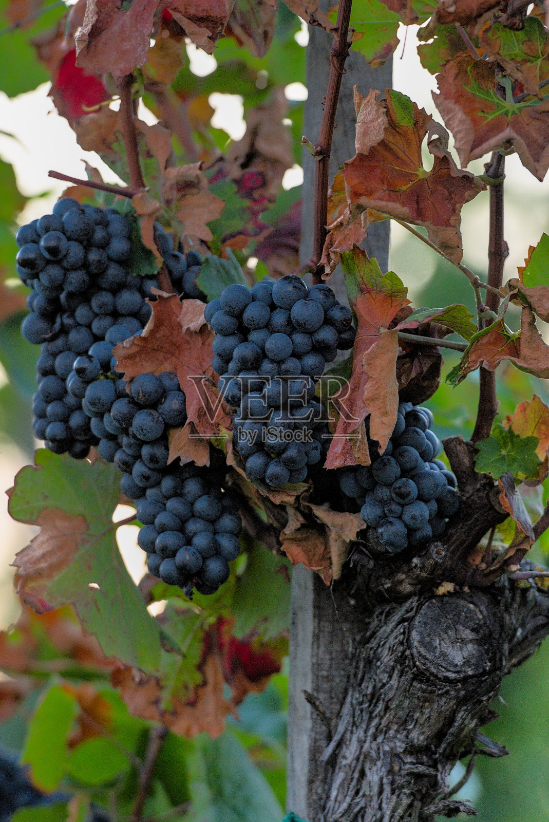 红色的葡萄和棕色的叶子在藤上照片摄影图片