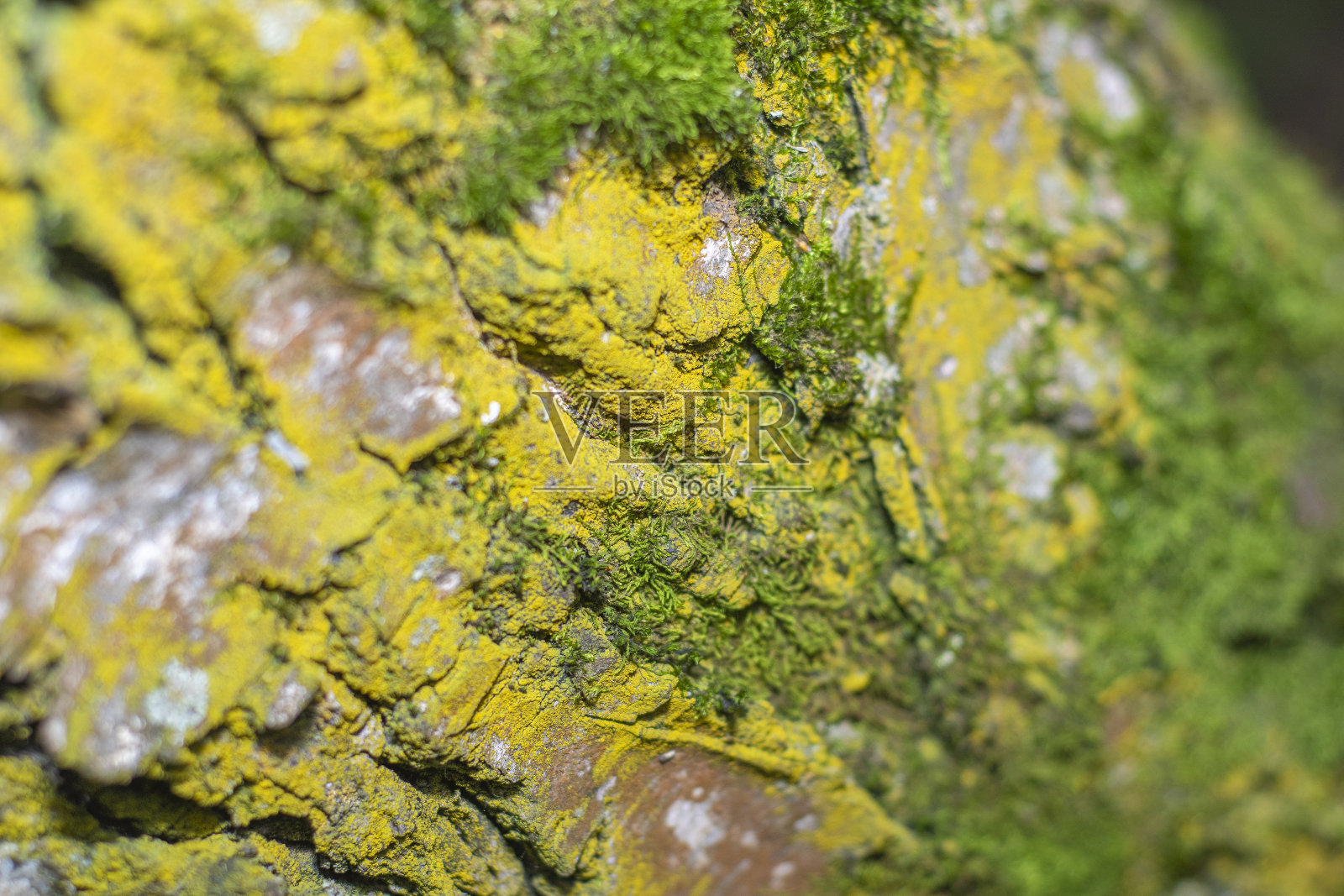 桦树皮背景在软焦点在高倍率。白色树干上有黑色条纹的树。一种有用的医药产品，用于制备愈合剂和解热剂。照片摄影图片
